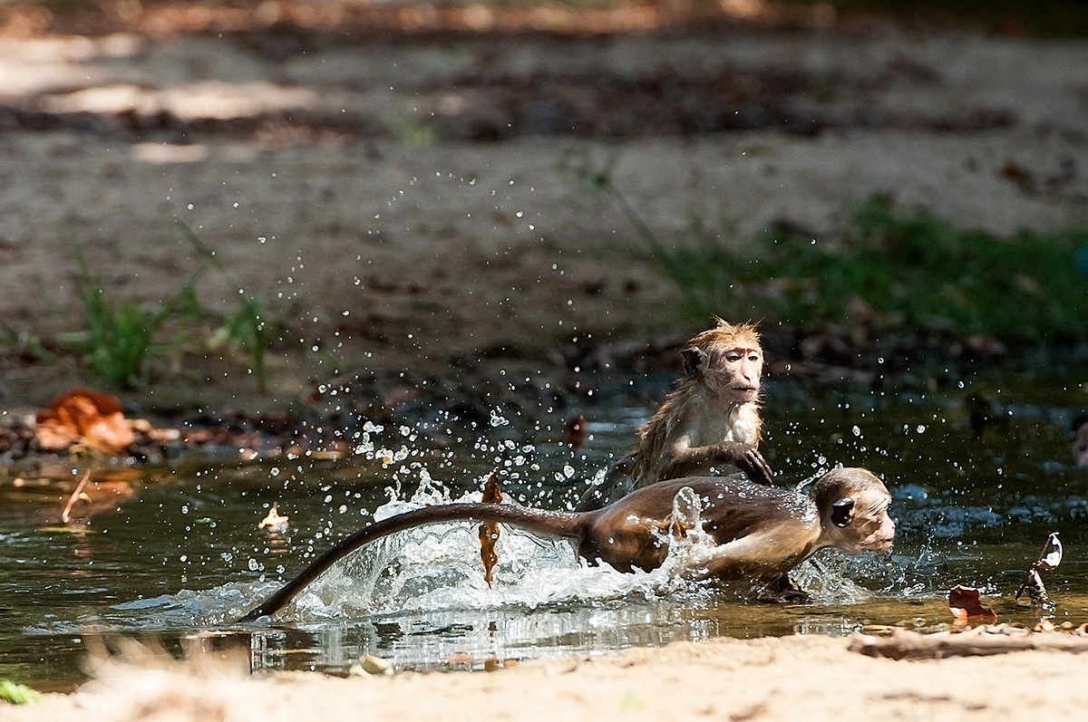 Monkeys, and water games
