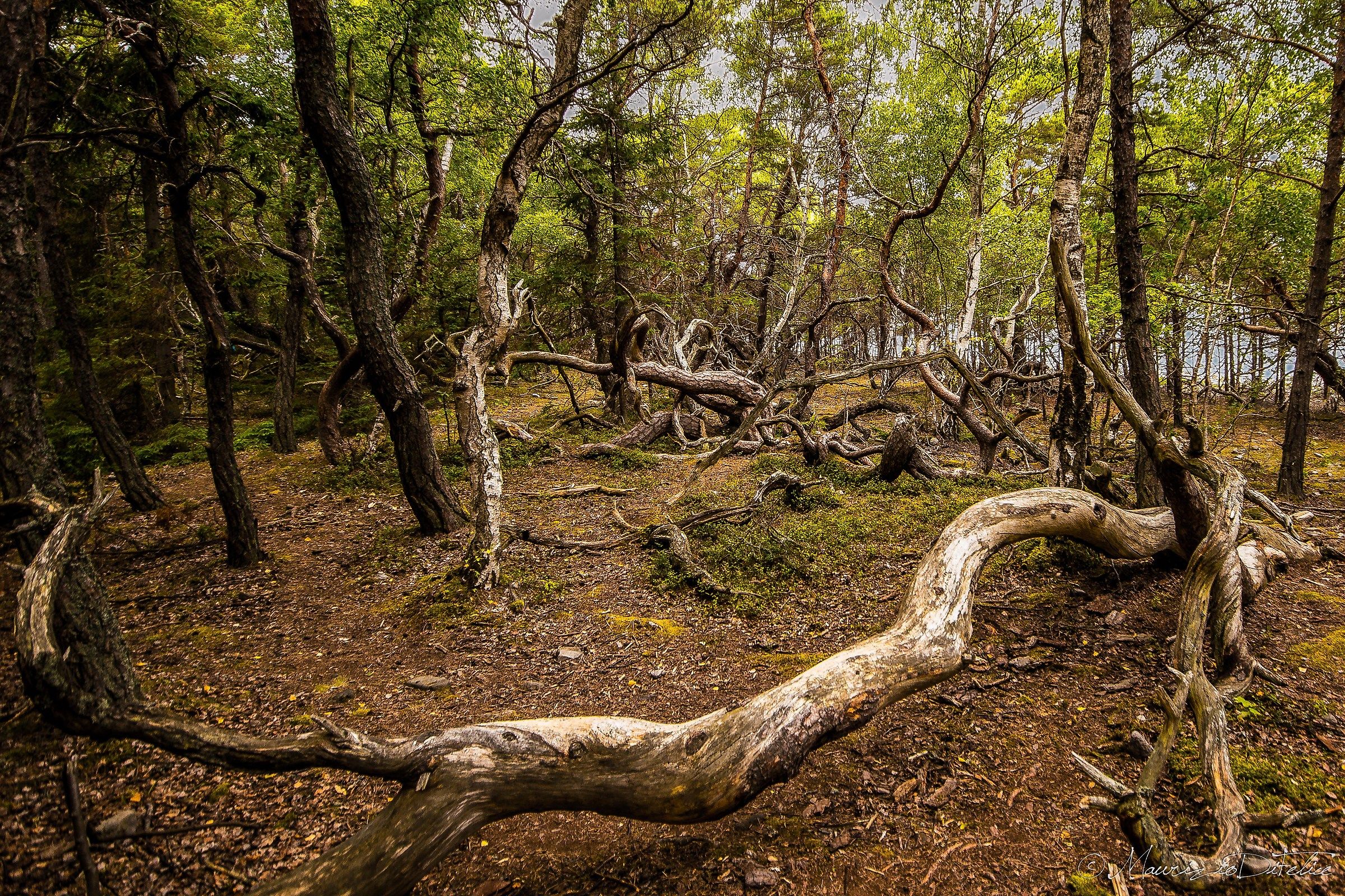 The Troll Forest - Trollskogen