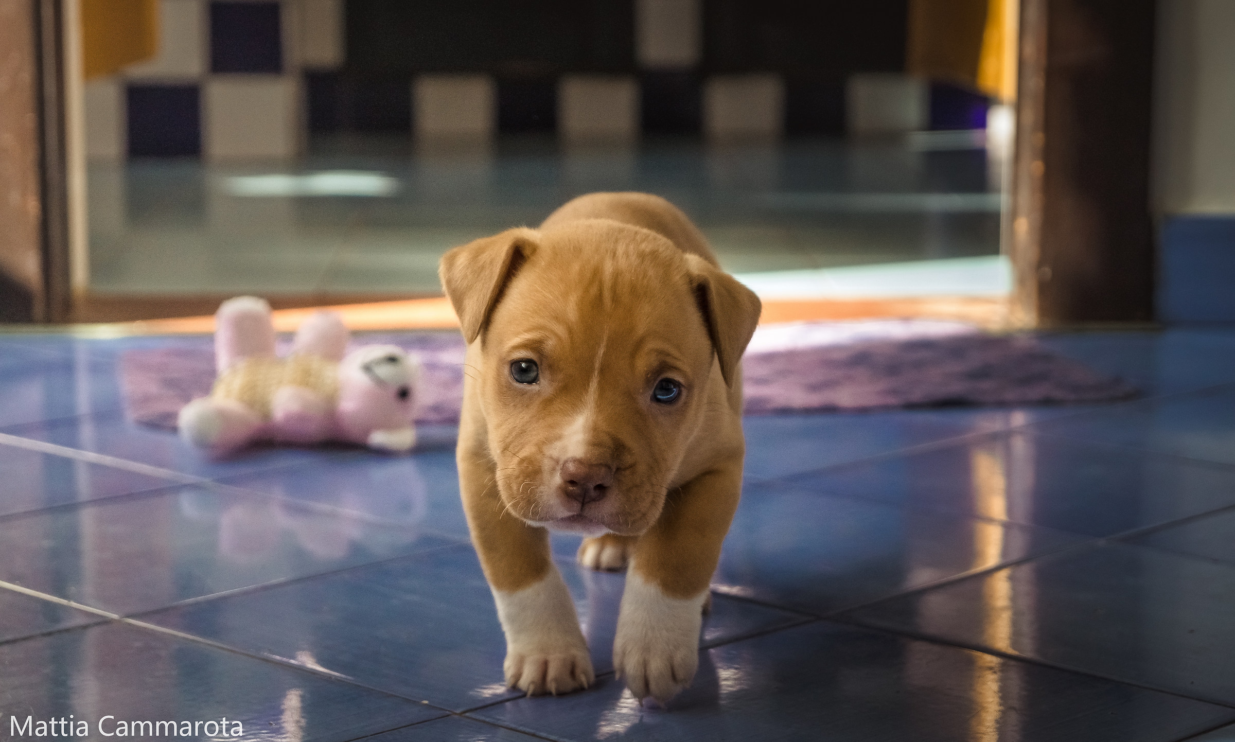 Vi presento Pablo (pitbull)