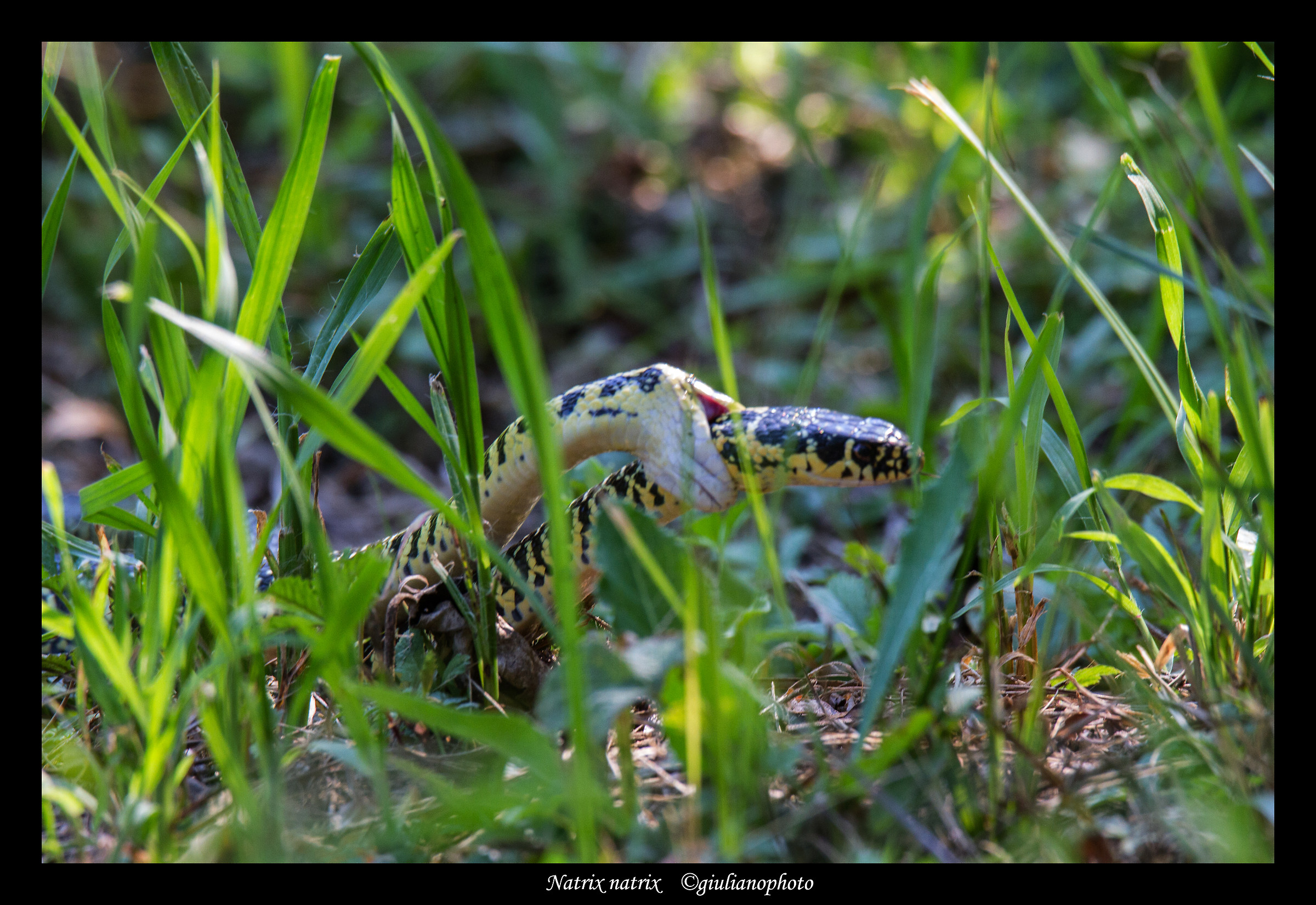 Accoppiamento tra biacchi