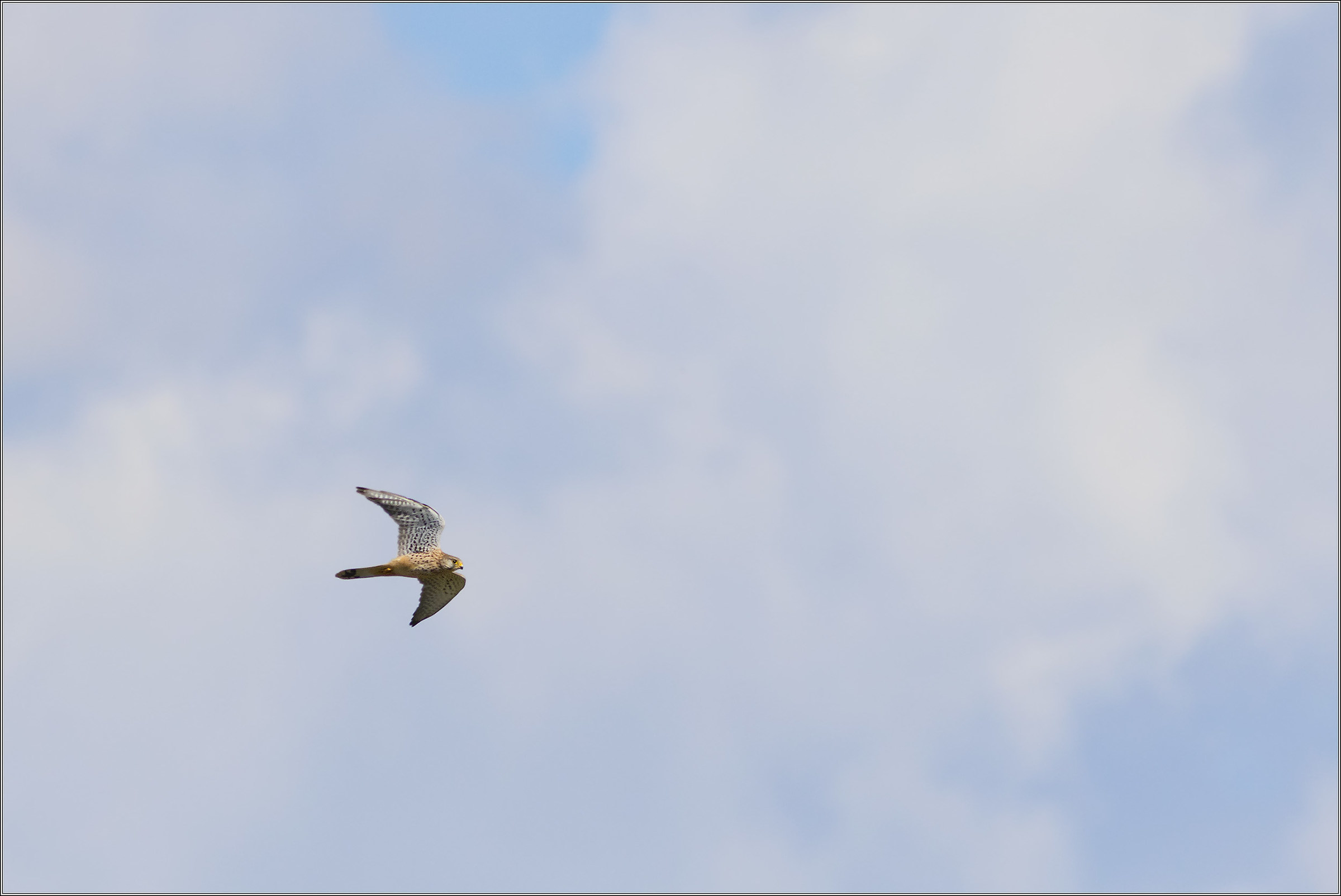kestrel among the clouds