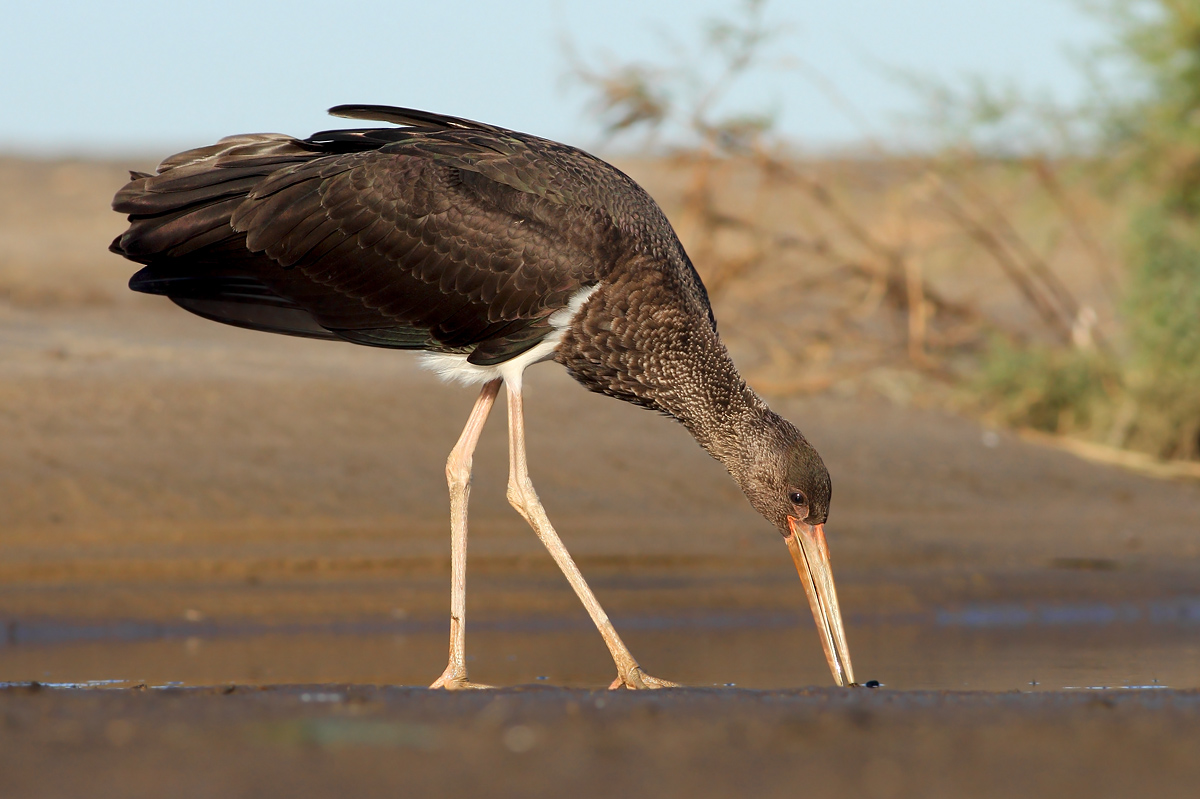 Black stork