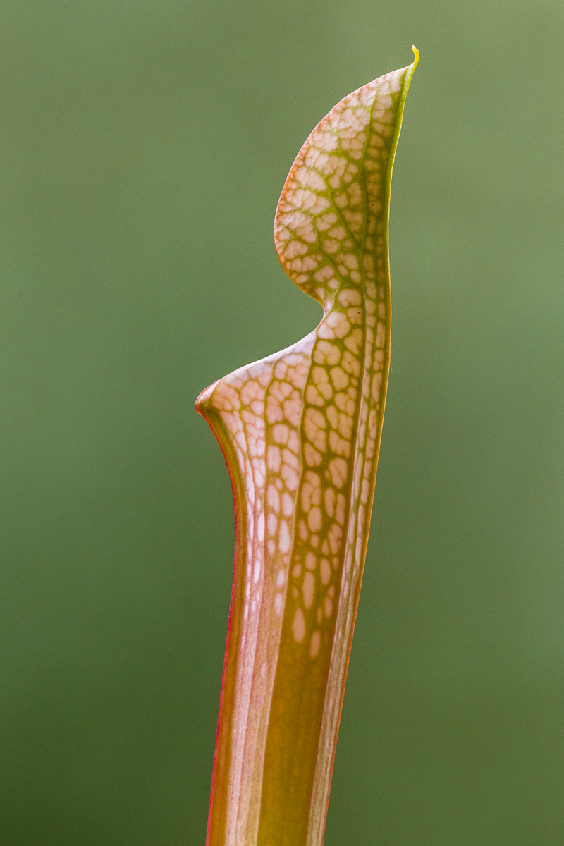 Sarracenia leucophylla var. typical