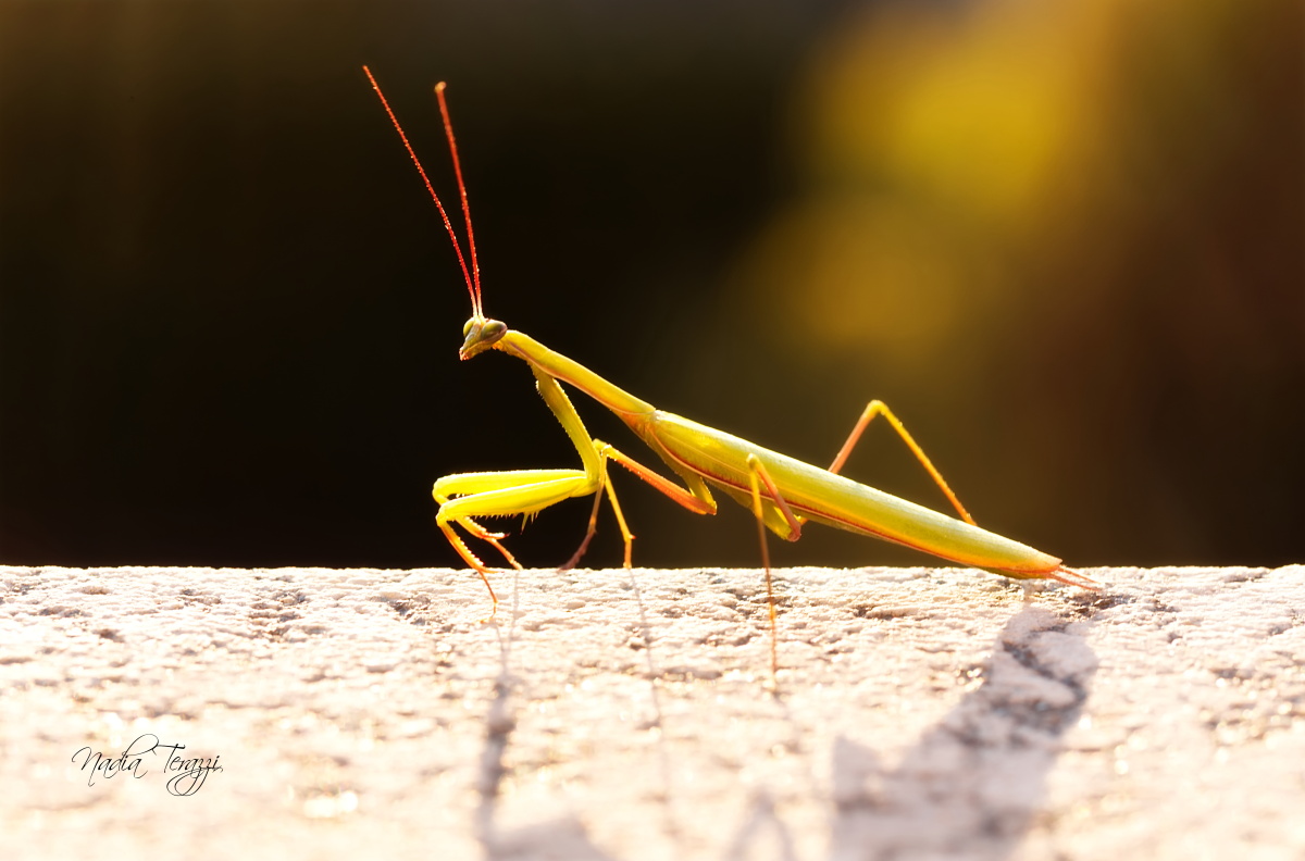 an early morning visit