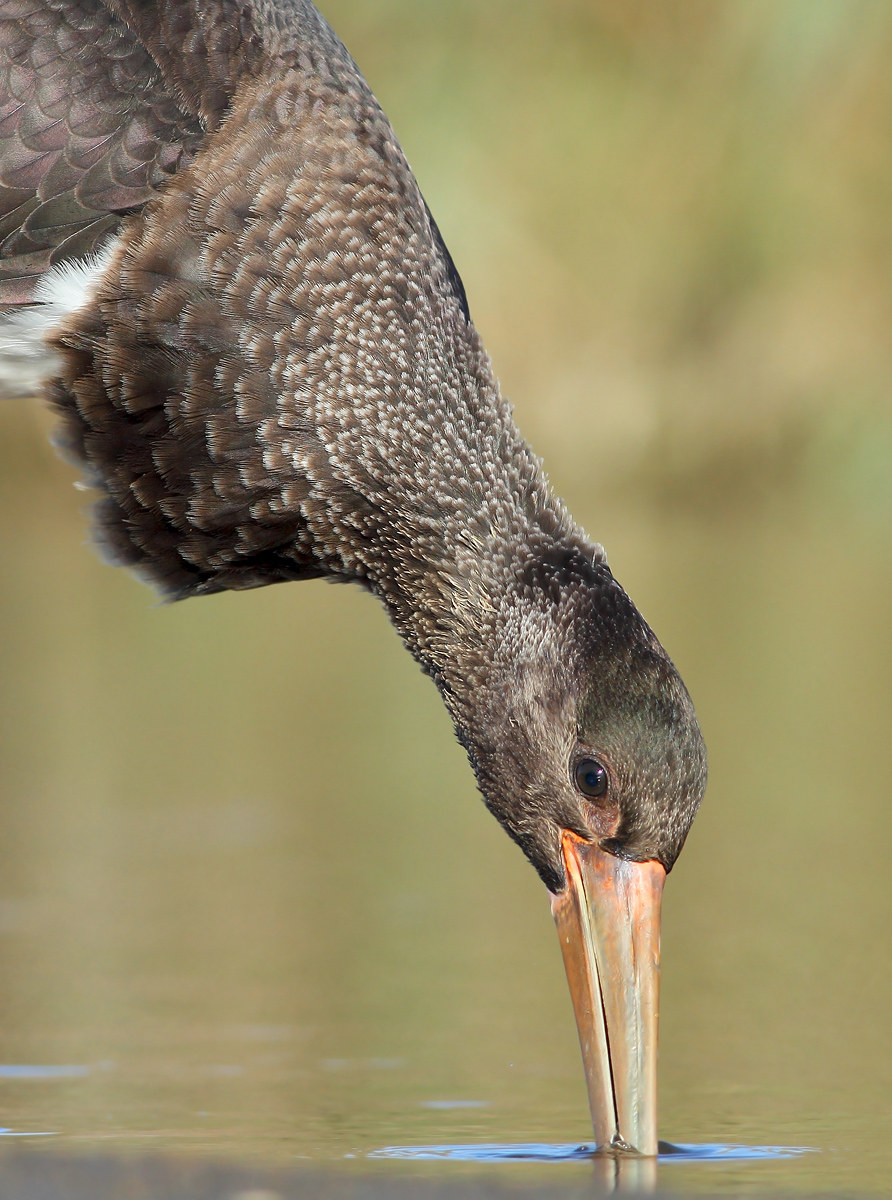 Black stork