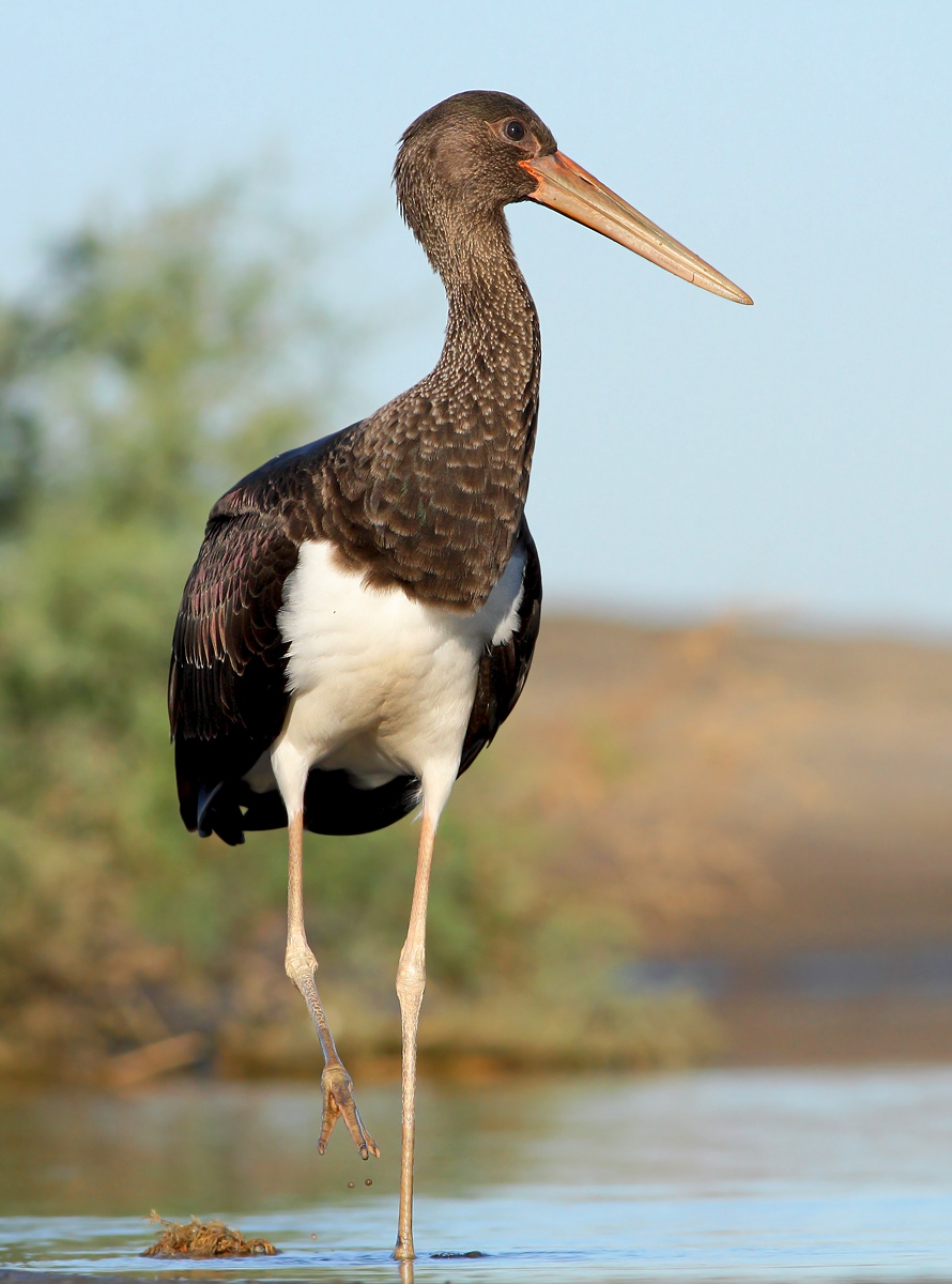 Black stork