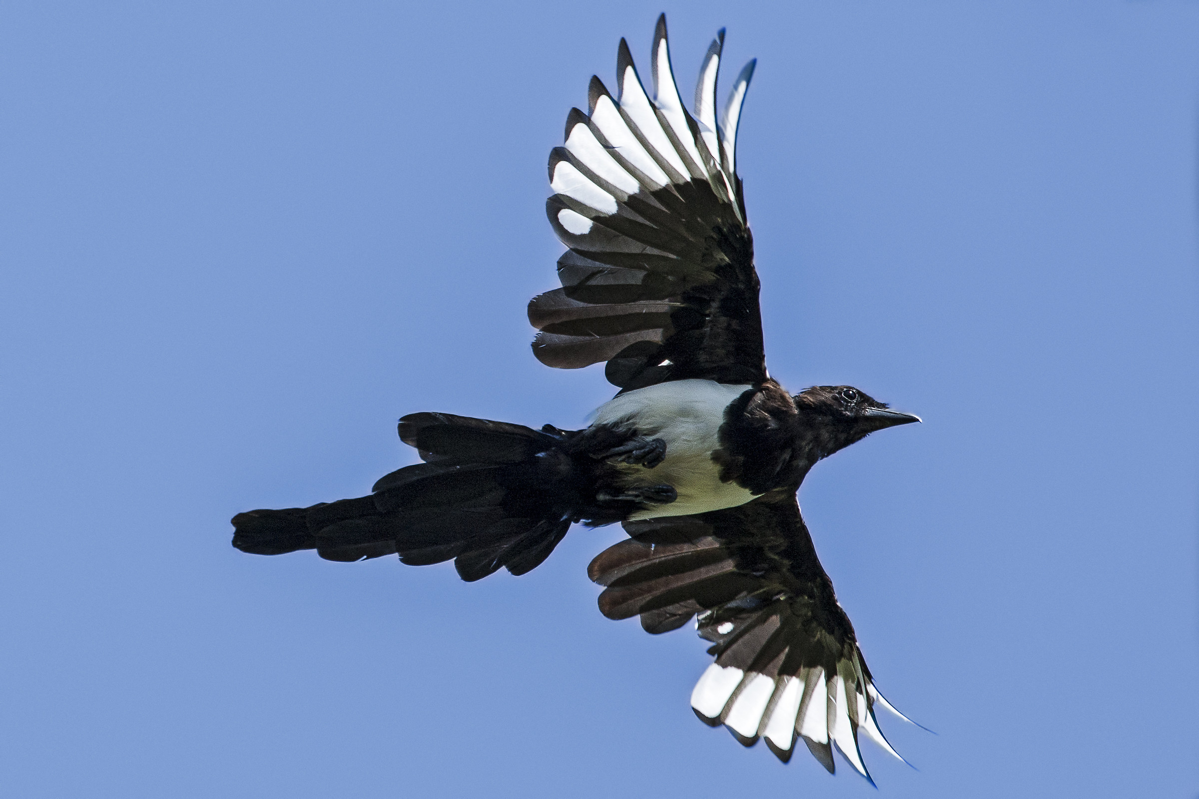 Magpie