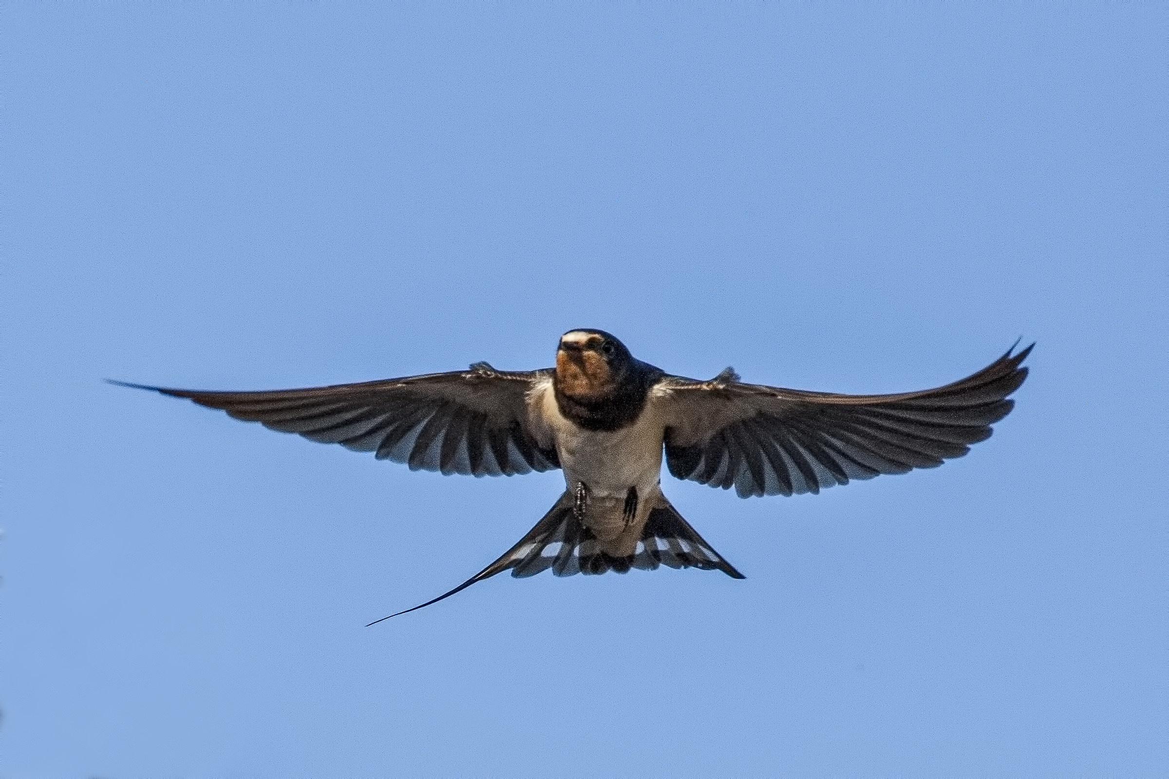 swallow