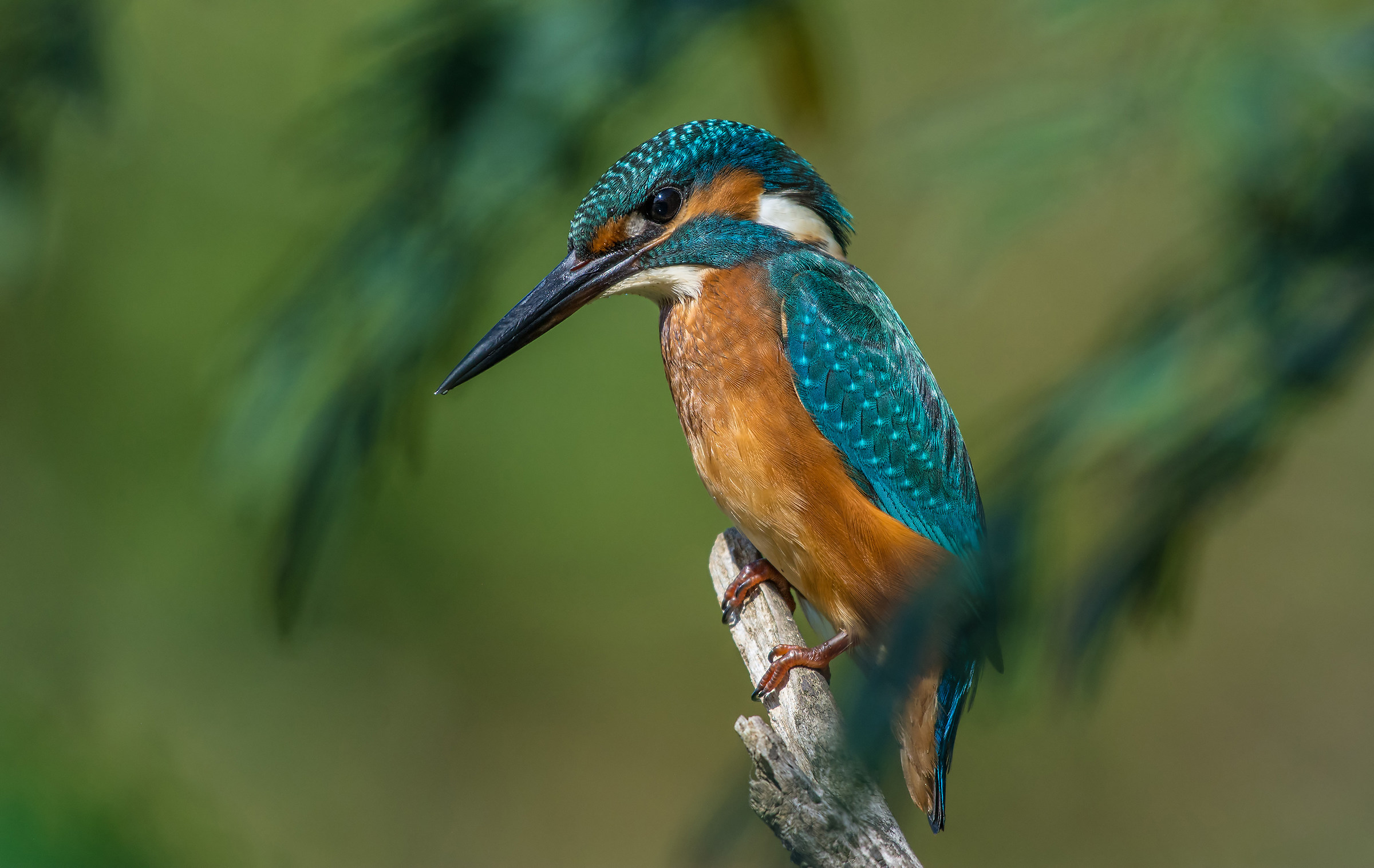Kingfisher