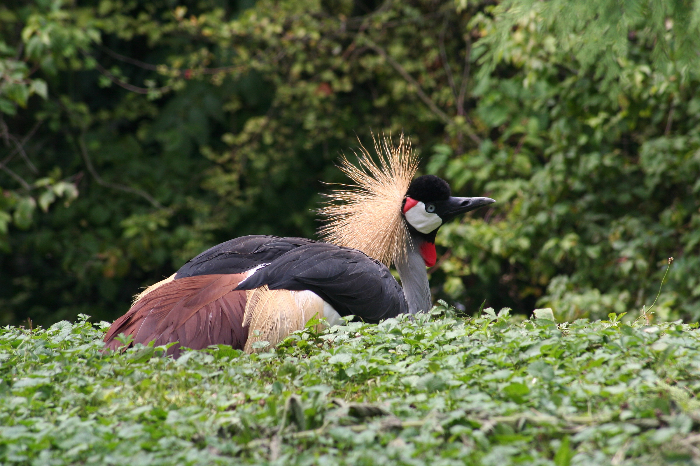 gru' coronata 2 - parco natura viva