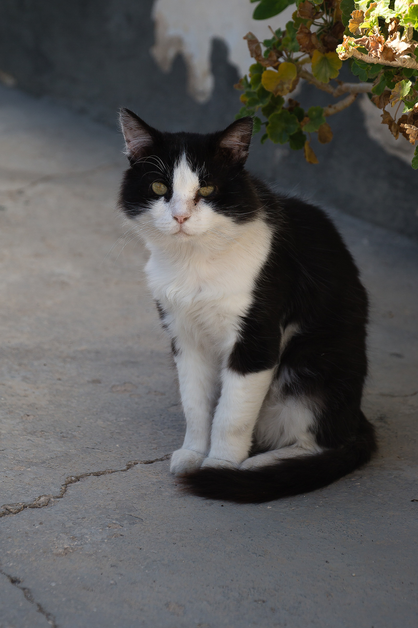 Oggi a posato per mè