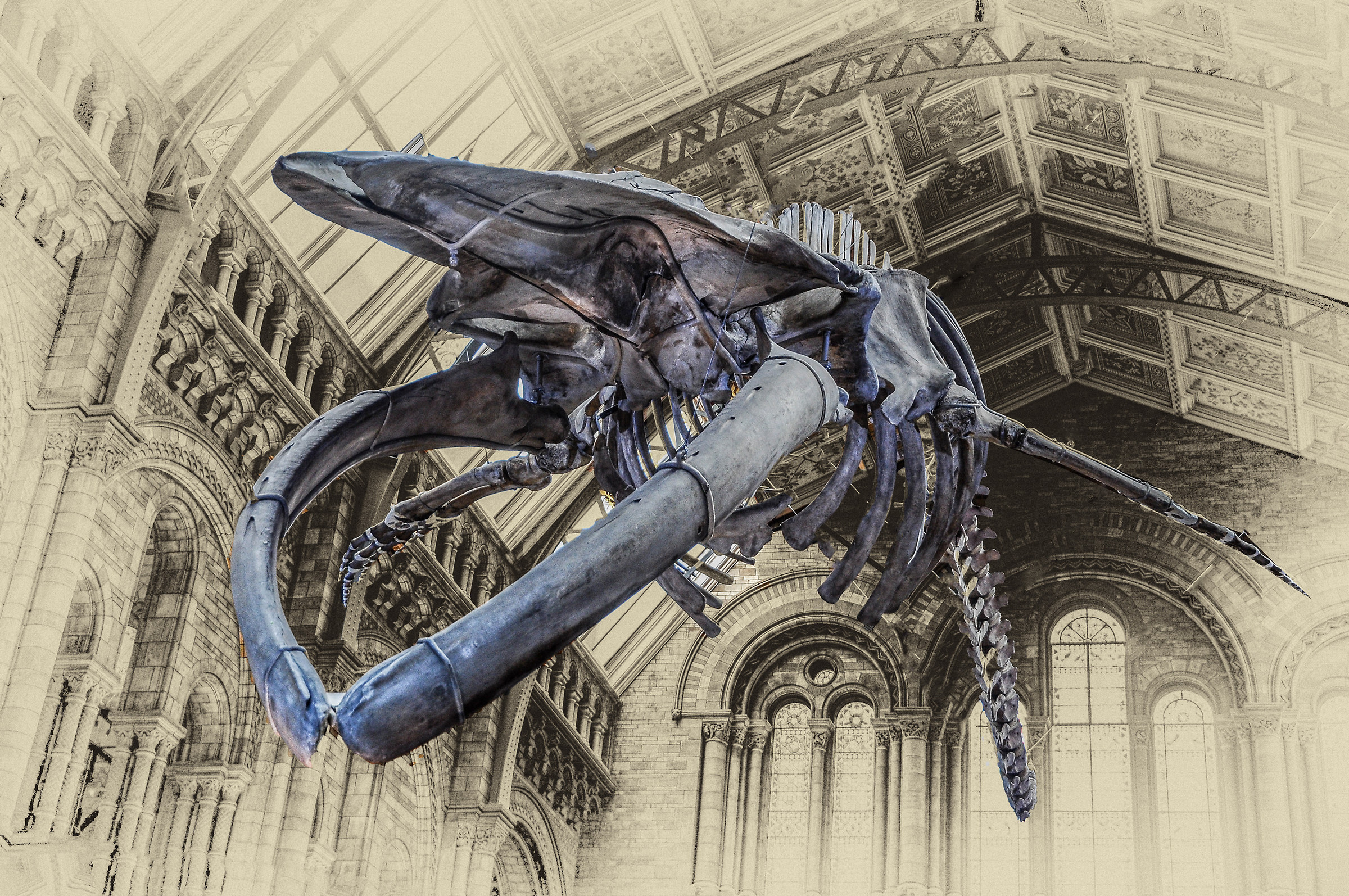 The blue whale of the National History Museum in London