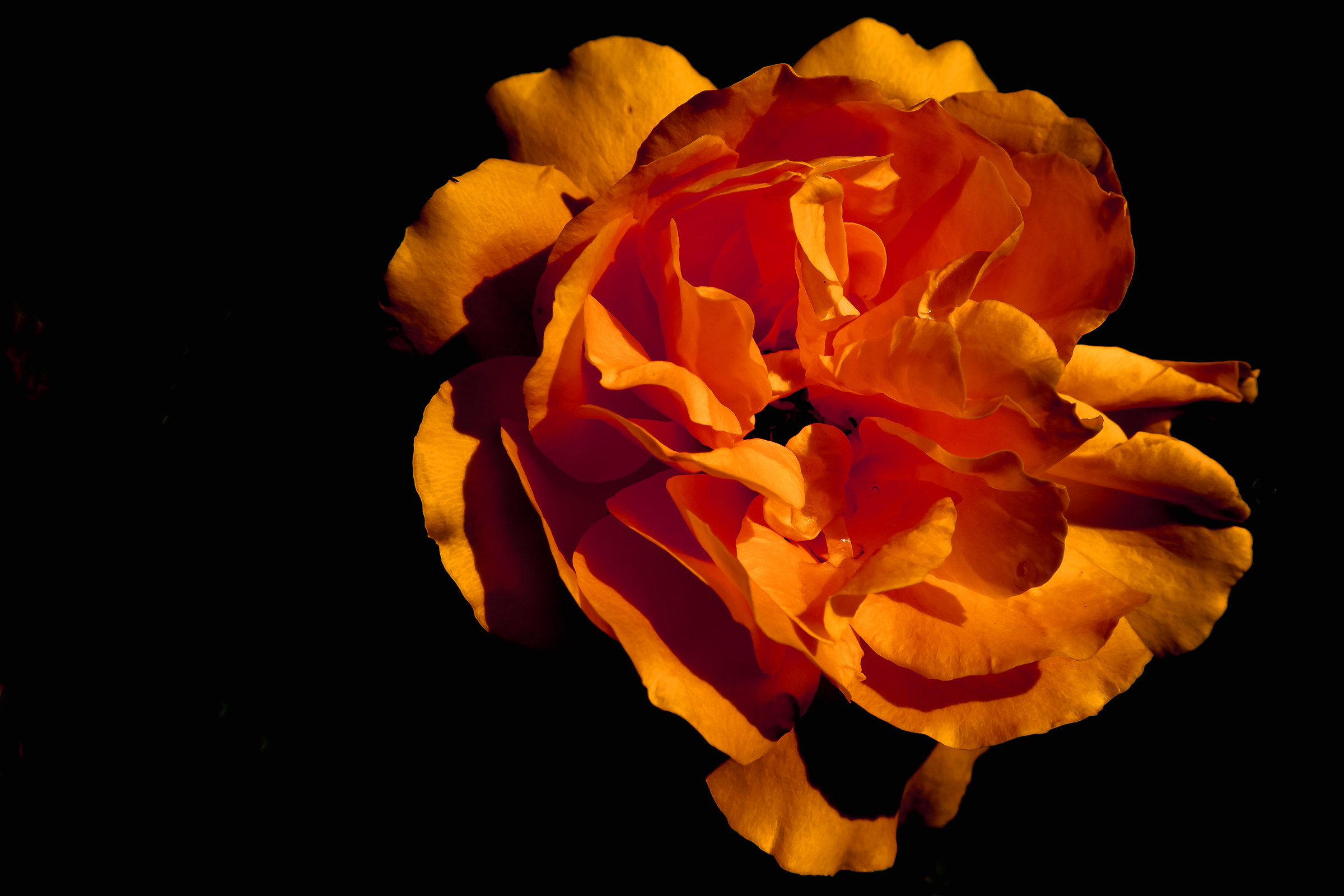 Dedicated to my wife