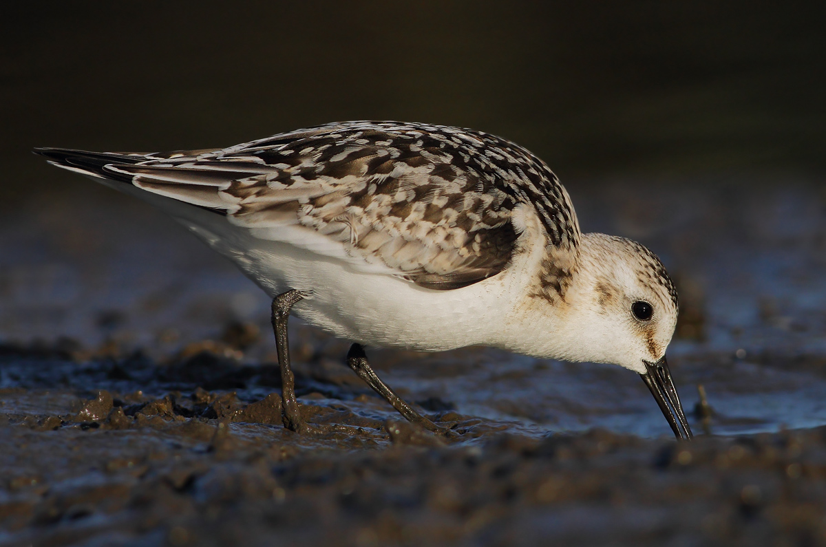 Piovanello tridattilo