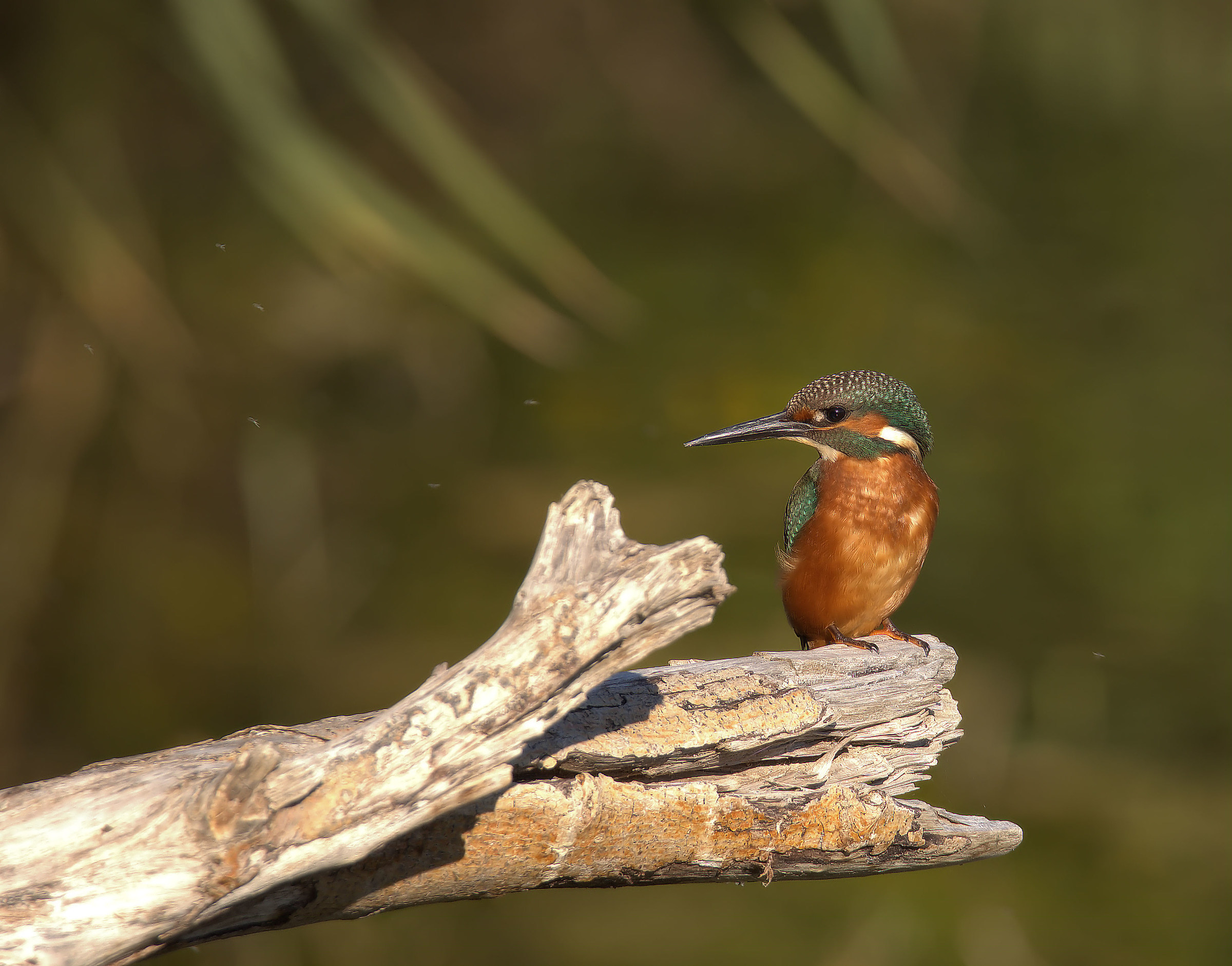 Martin Fisherman Male