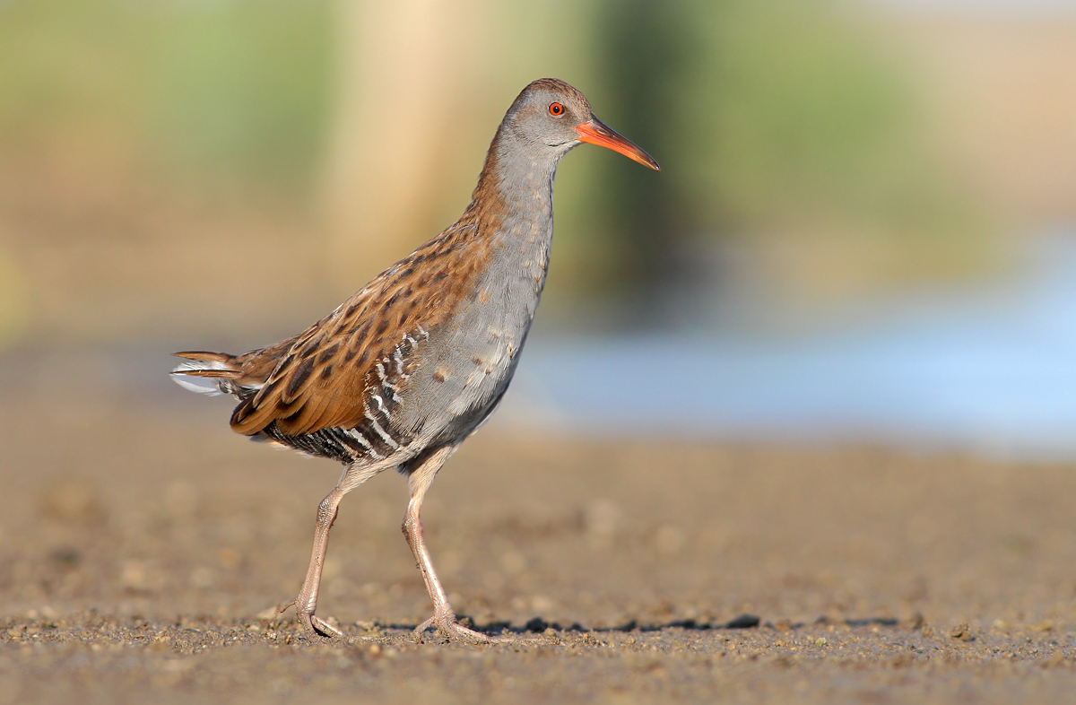 Water Rail