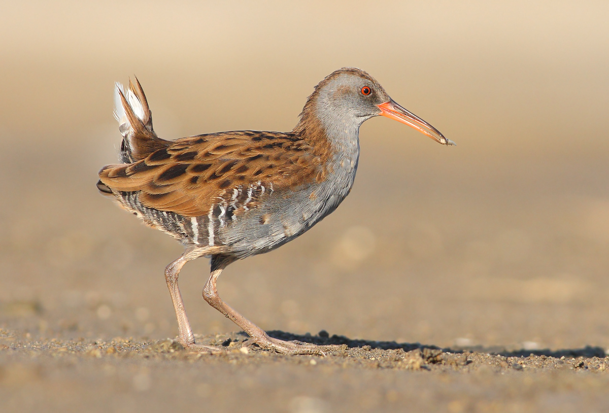 Water Rail
