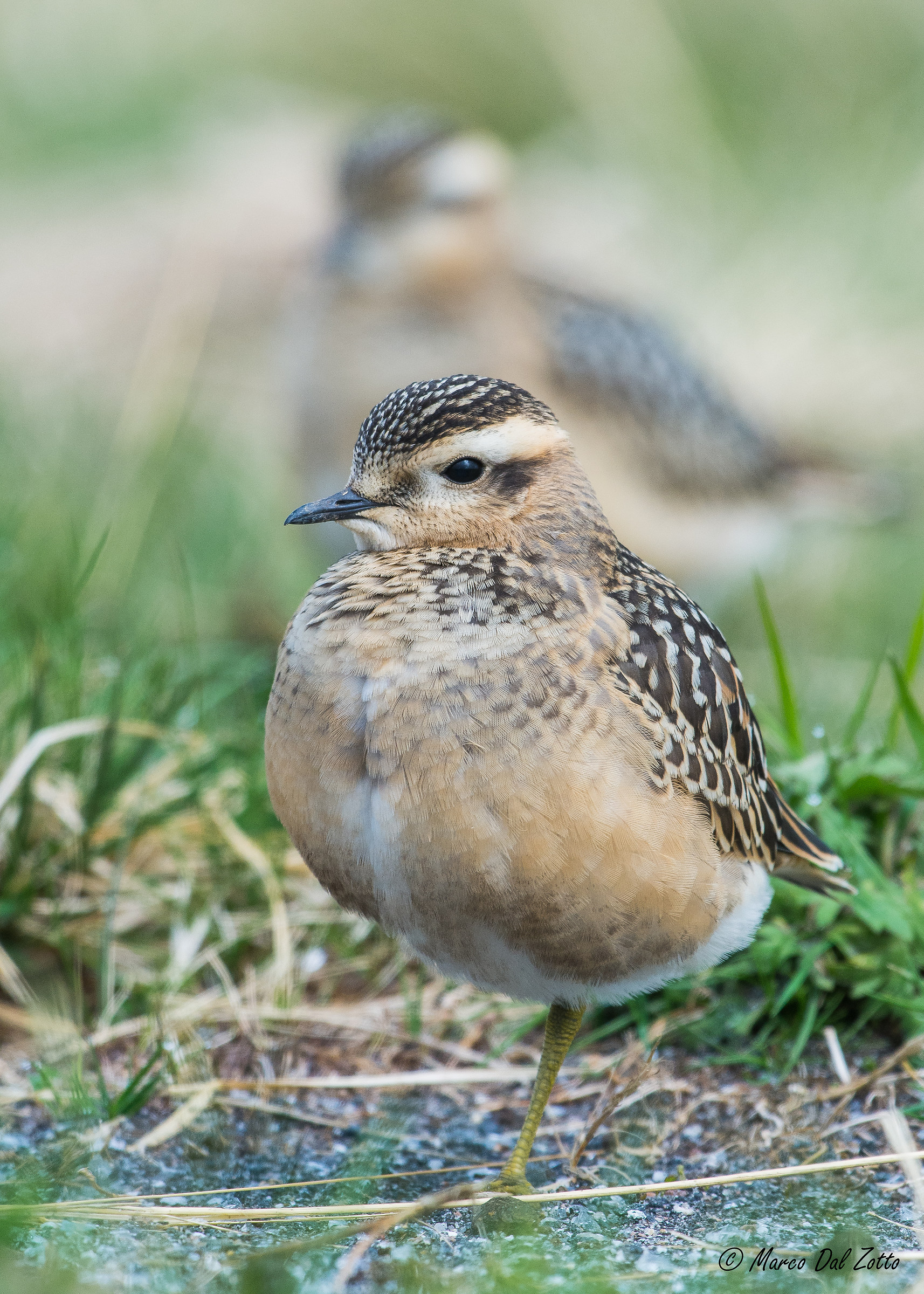 Tortolino copy-paste