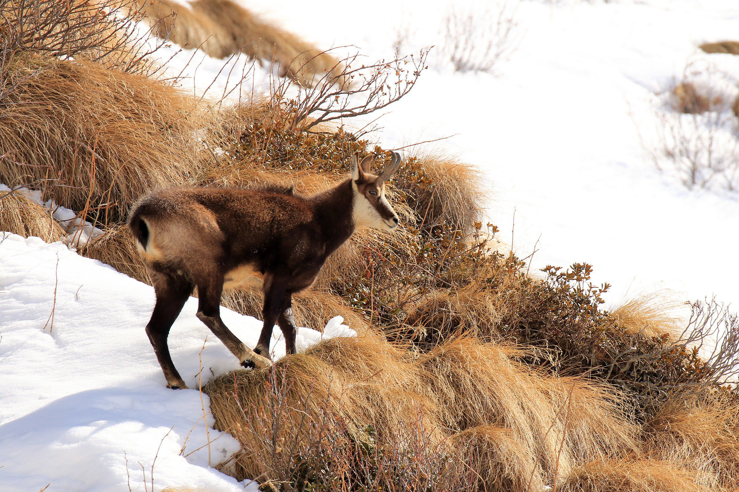 suede in val of face