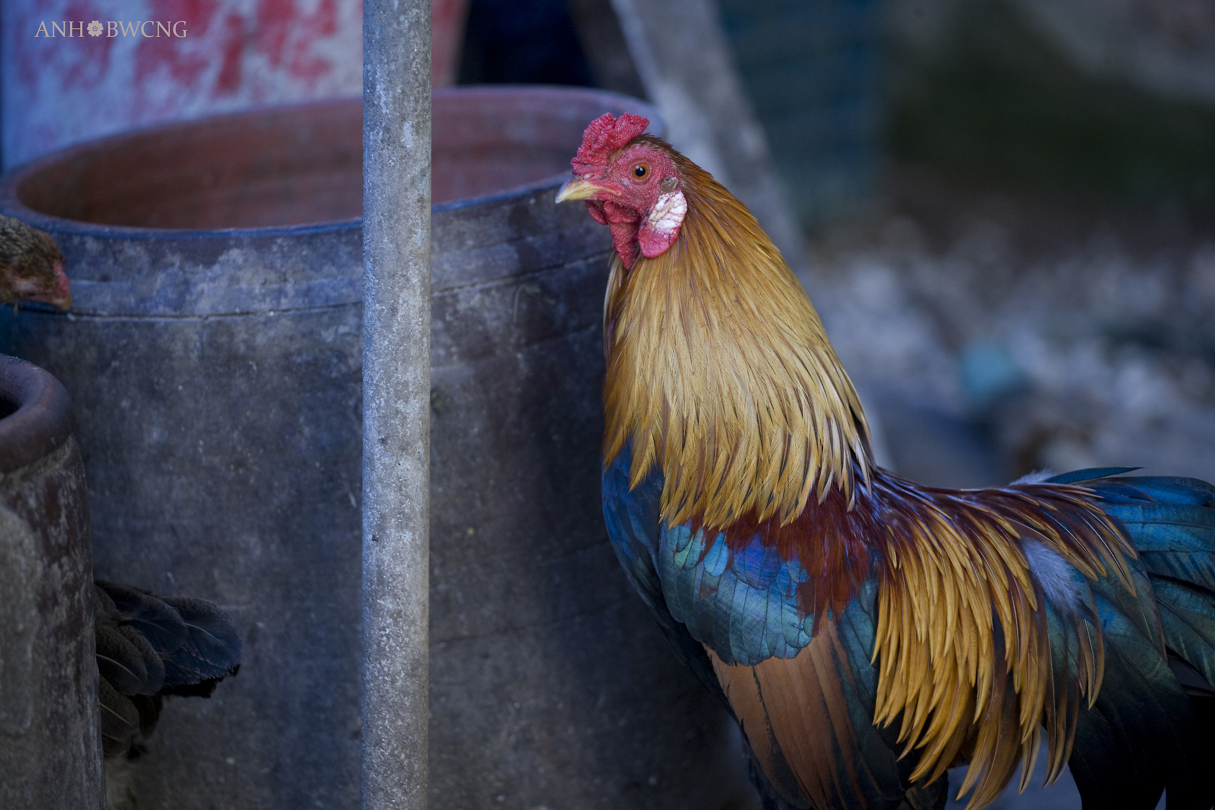 Cock Hungry Cercando Alimento