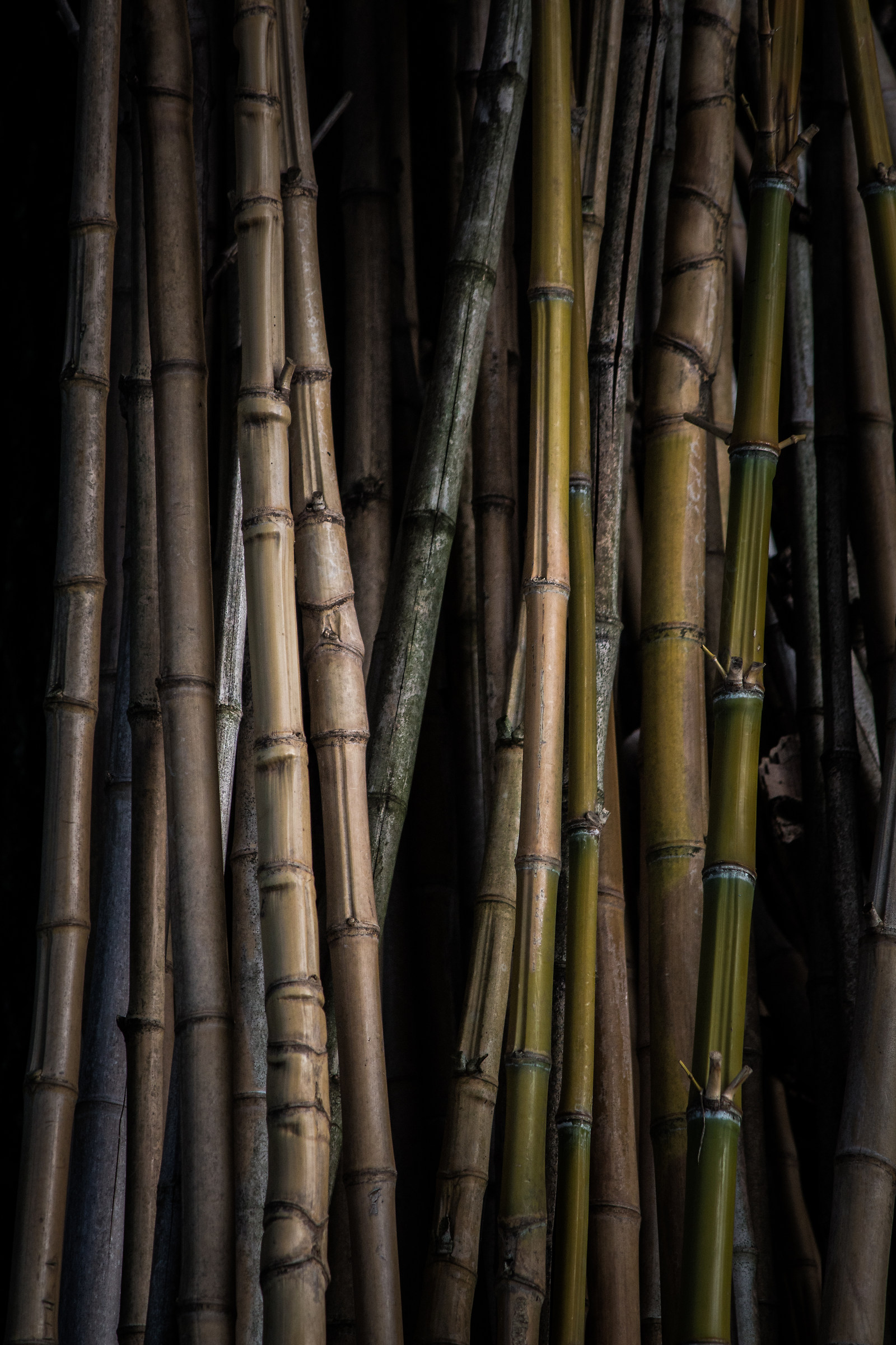 Bamboo