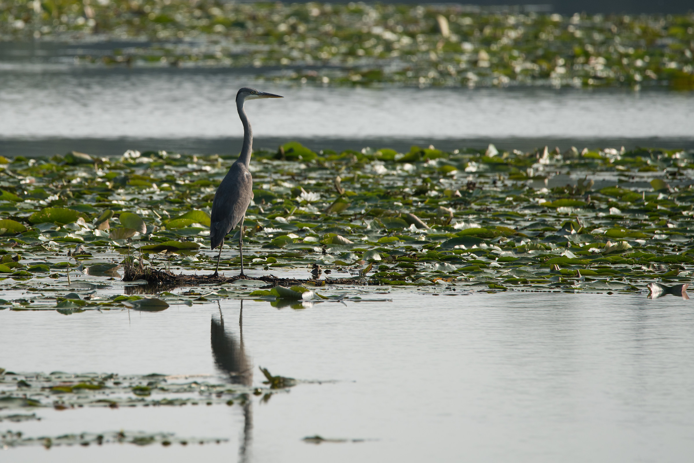 Grass heron