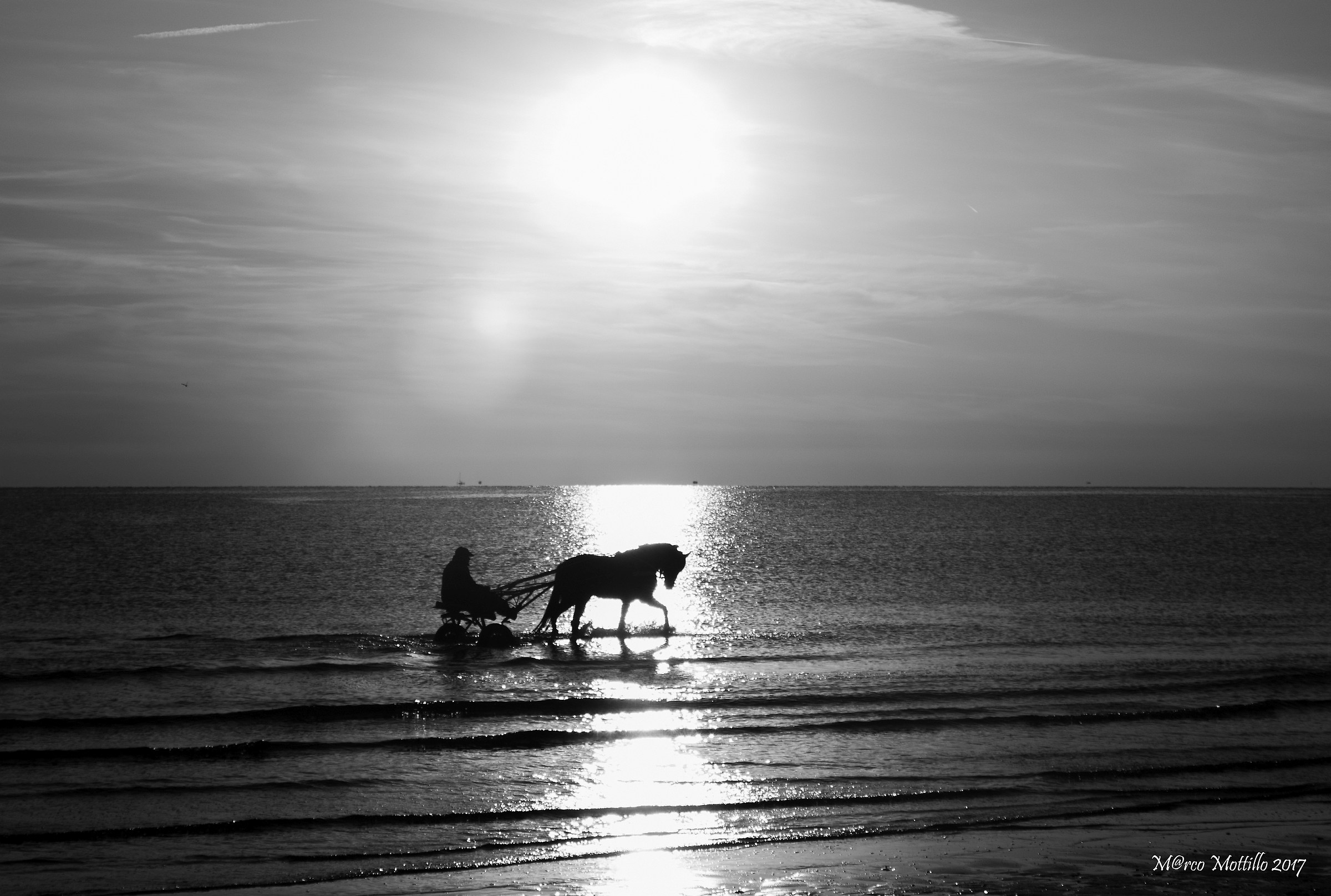 Cavalluccio marino :)