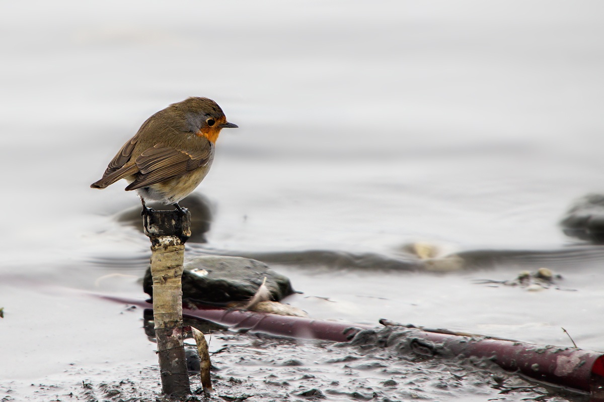 Robin (Erithacus rubecula)
