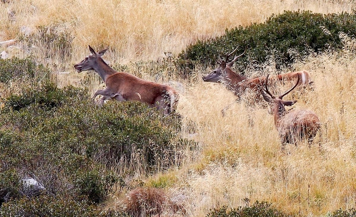 Dove bramiscono i cervi2