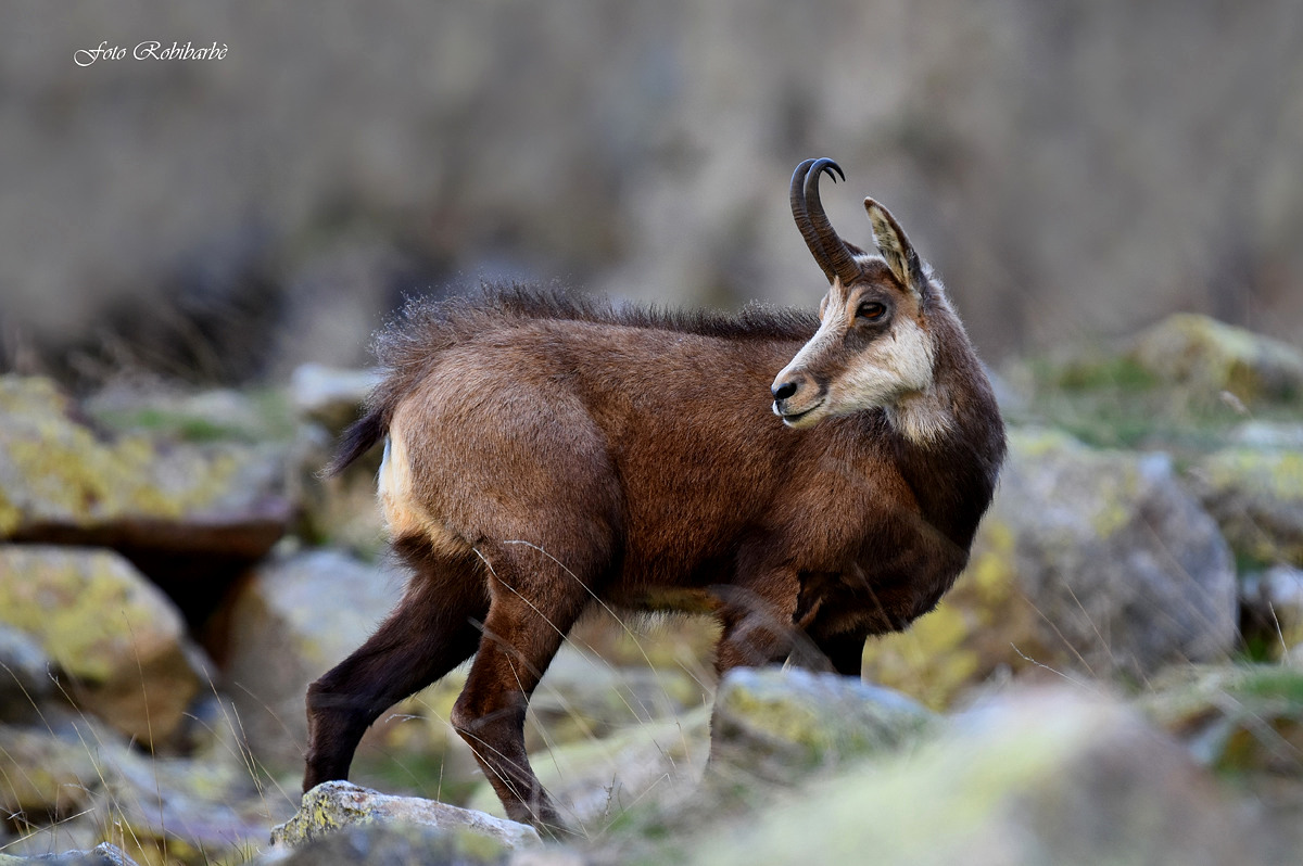 Chamois...