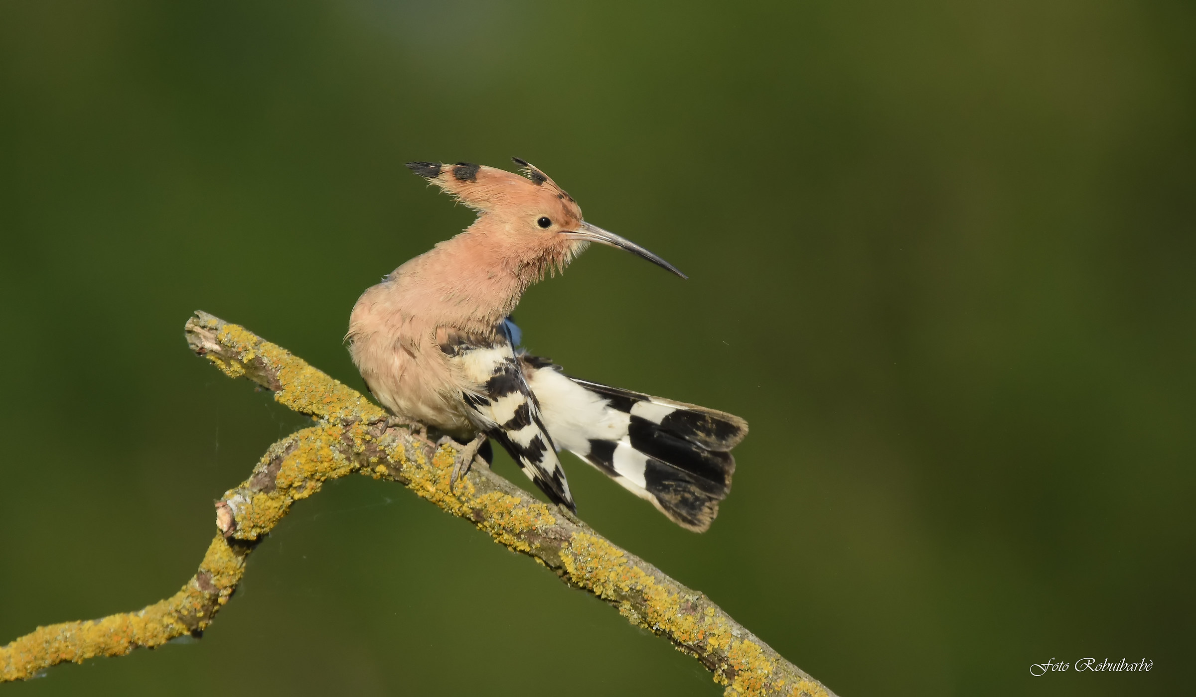 The Infamous Upupa ...