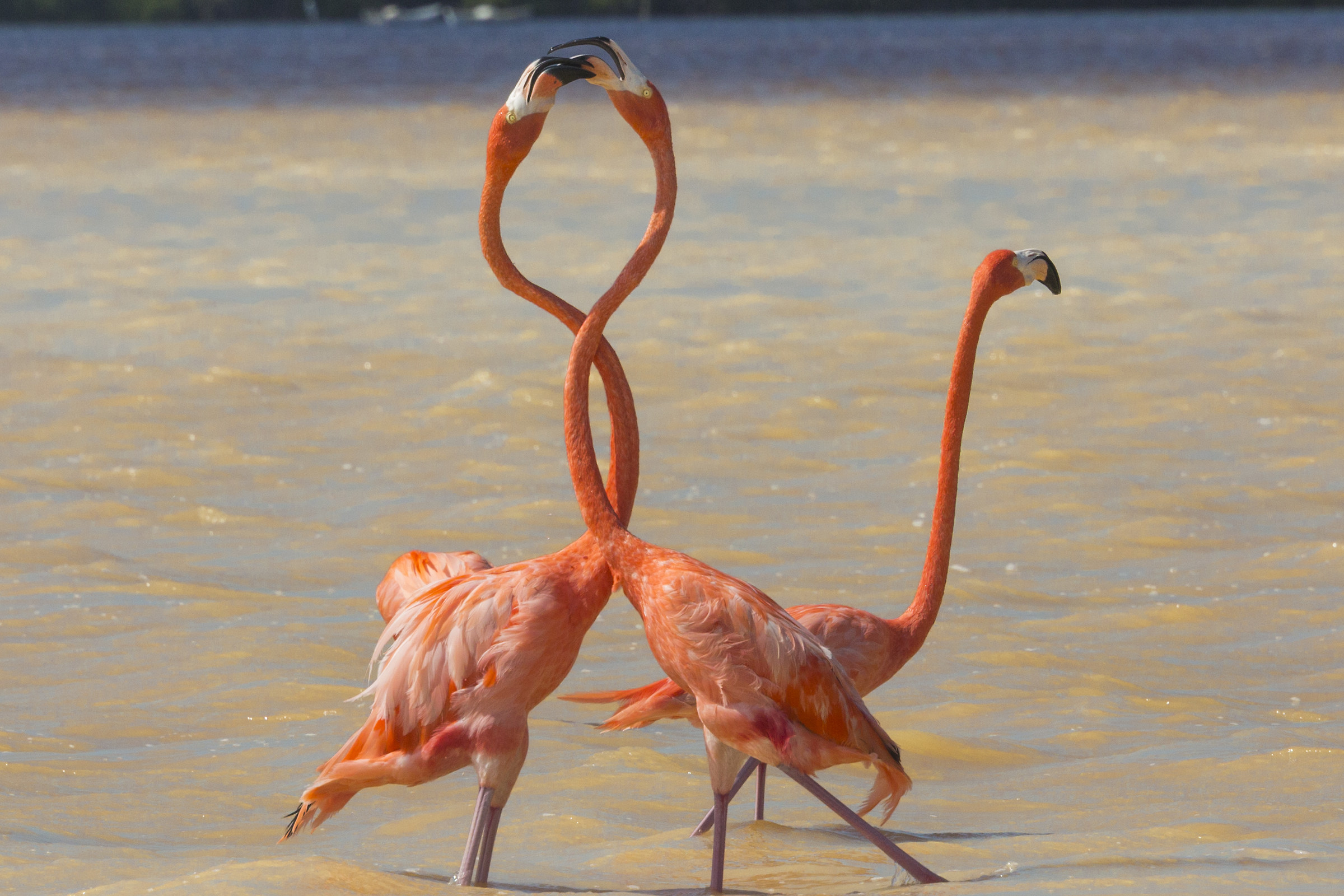 Flamingo in love