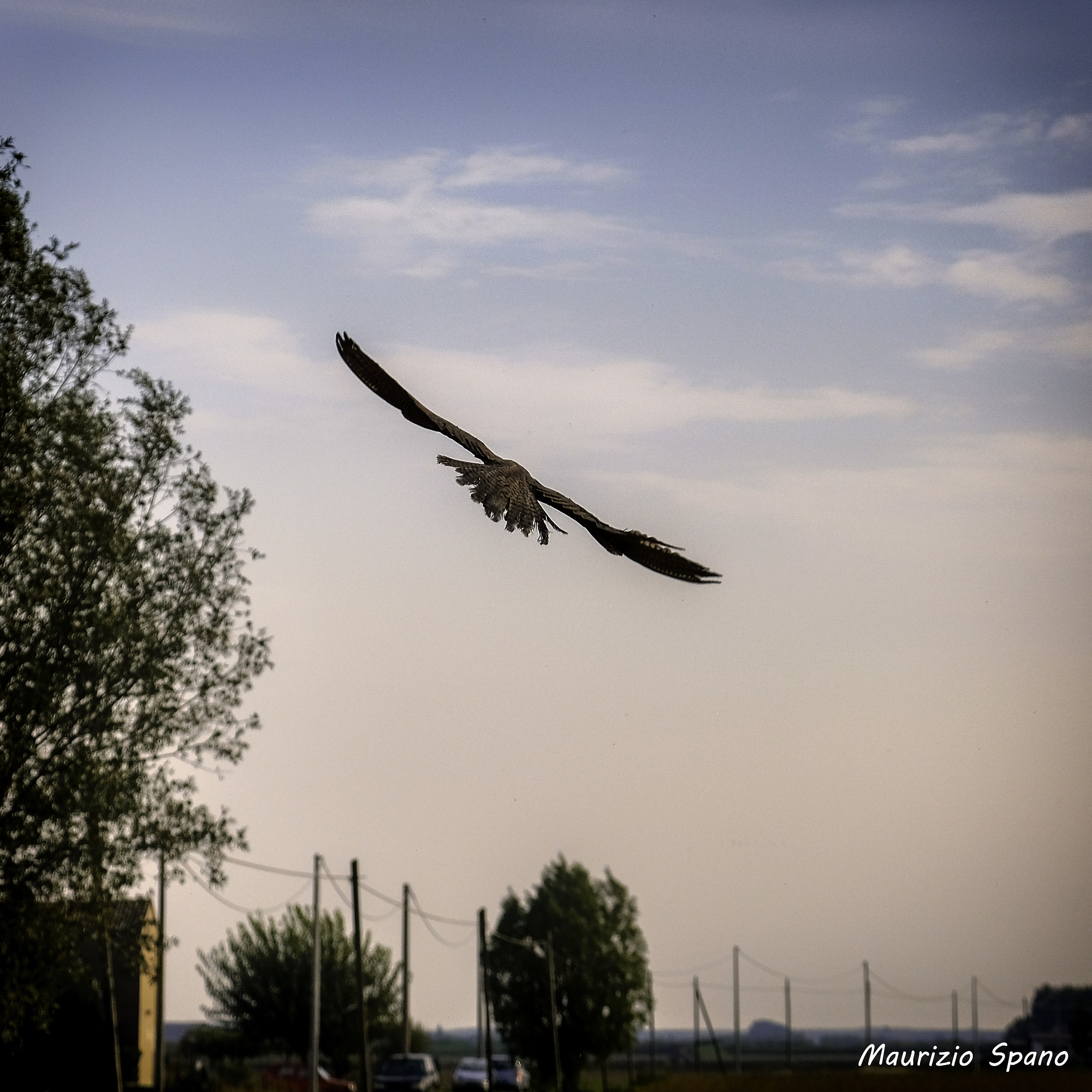 the flight of the buzzard