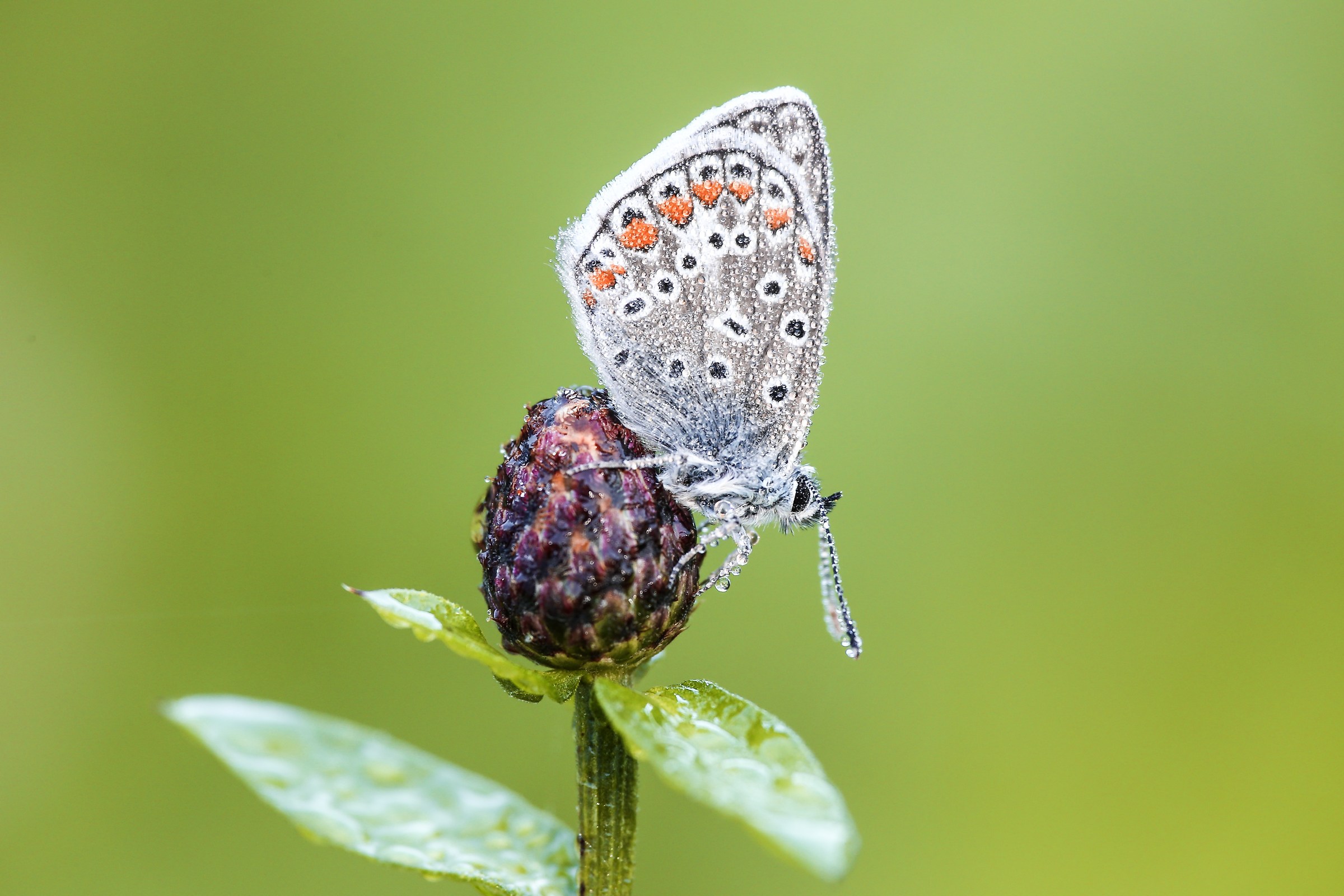 Seconda Prova lente close up