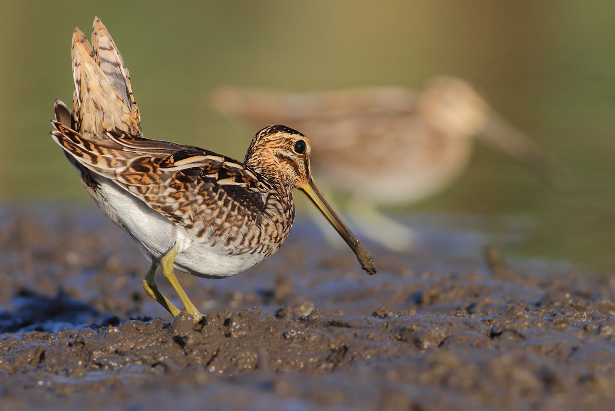 Common snipe