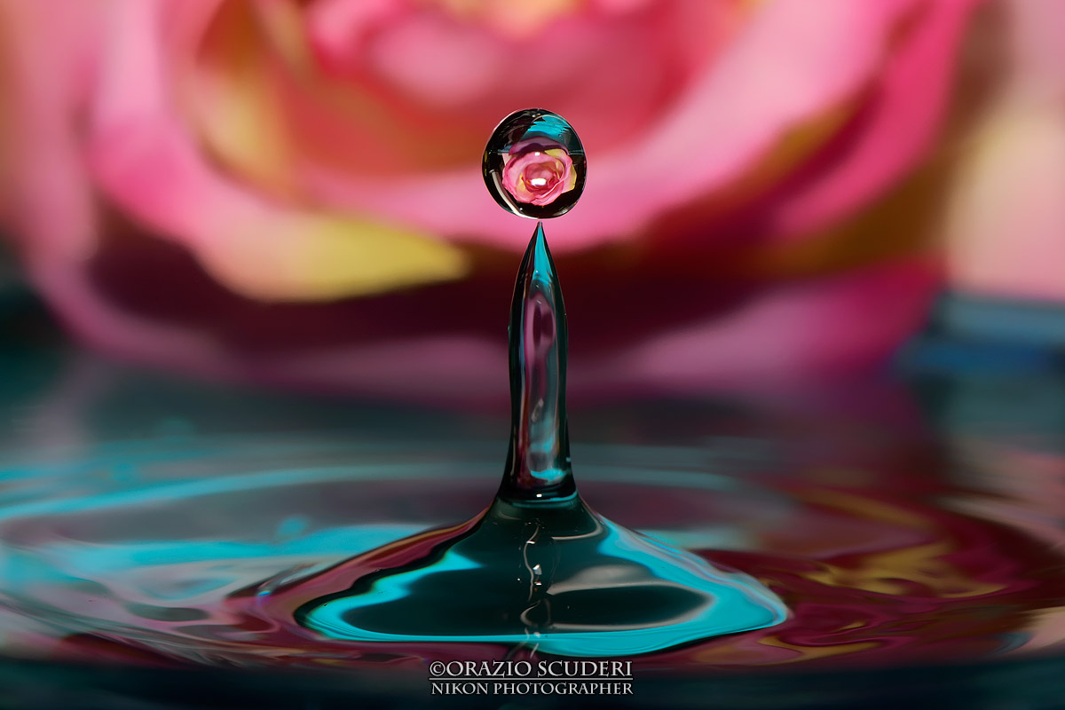 Rose in the Drop ...