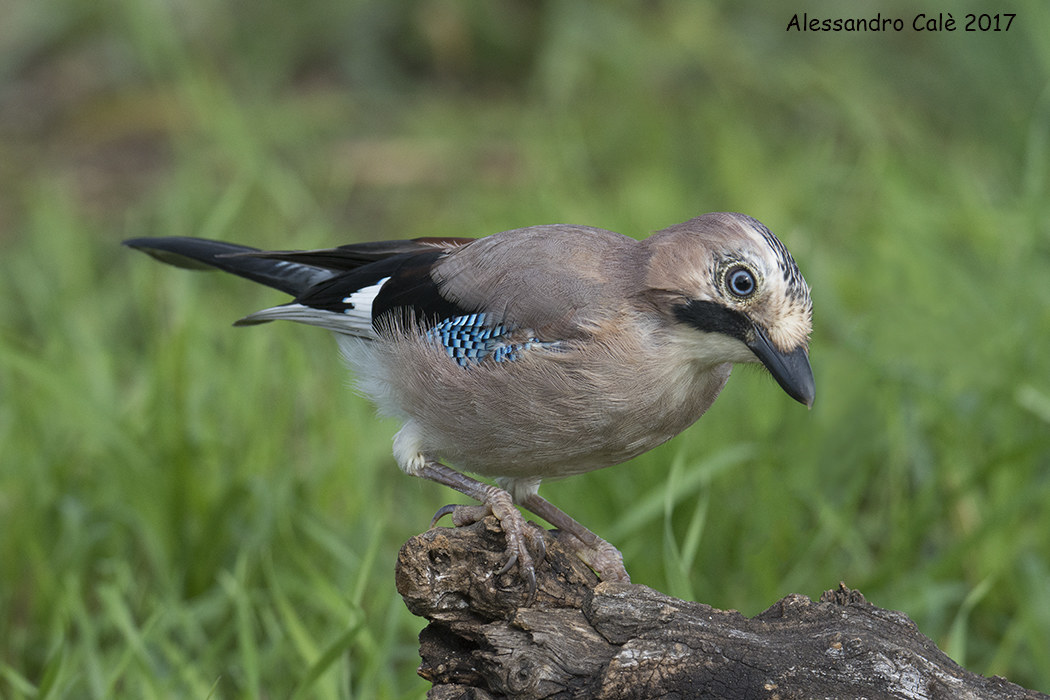 Garrulus glandarius (Ghiandaia) 2631