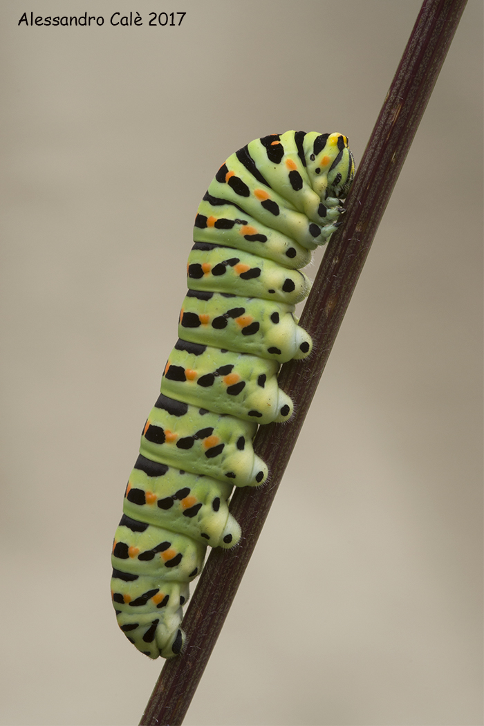 Papilio machaon (Macaone) 4352