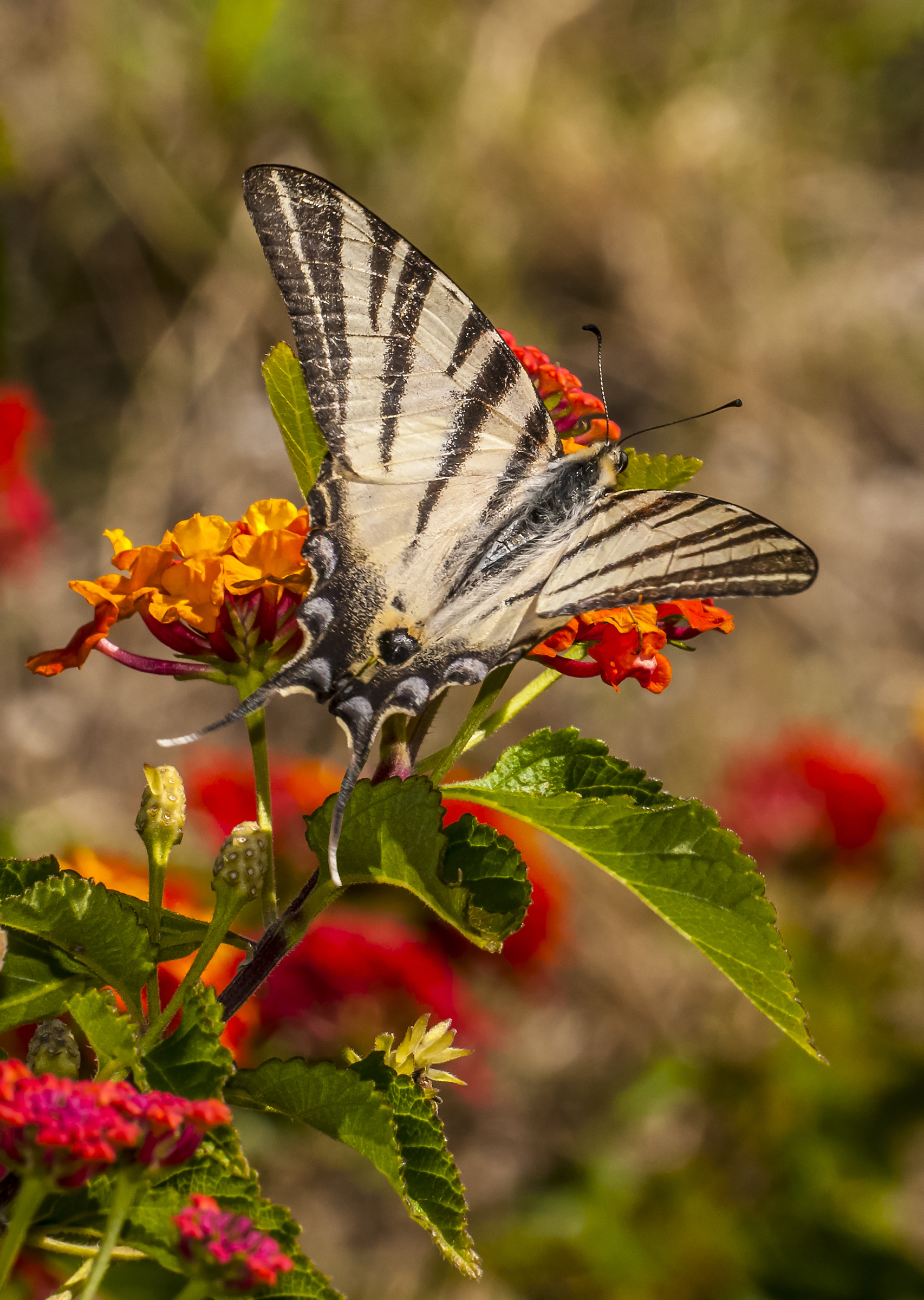 Iphiclides podalirius