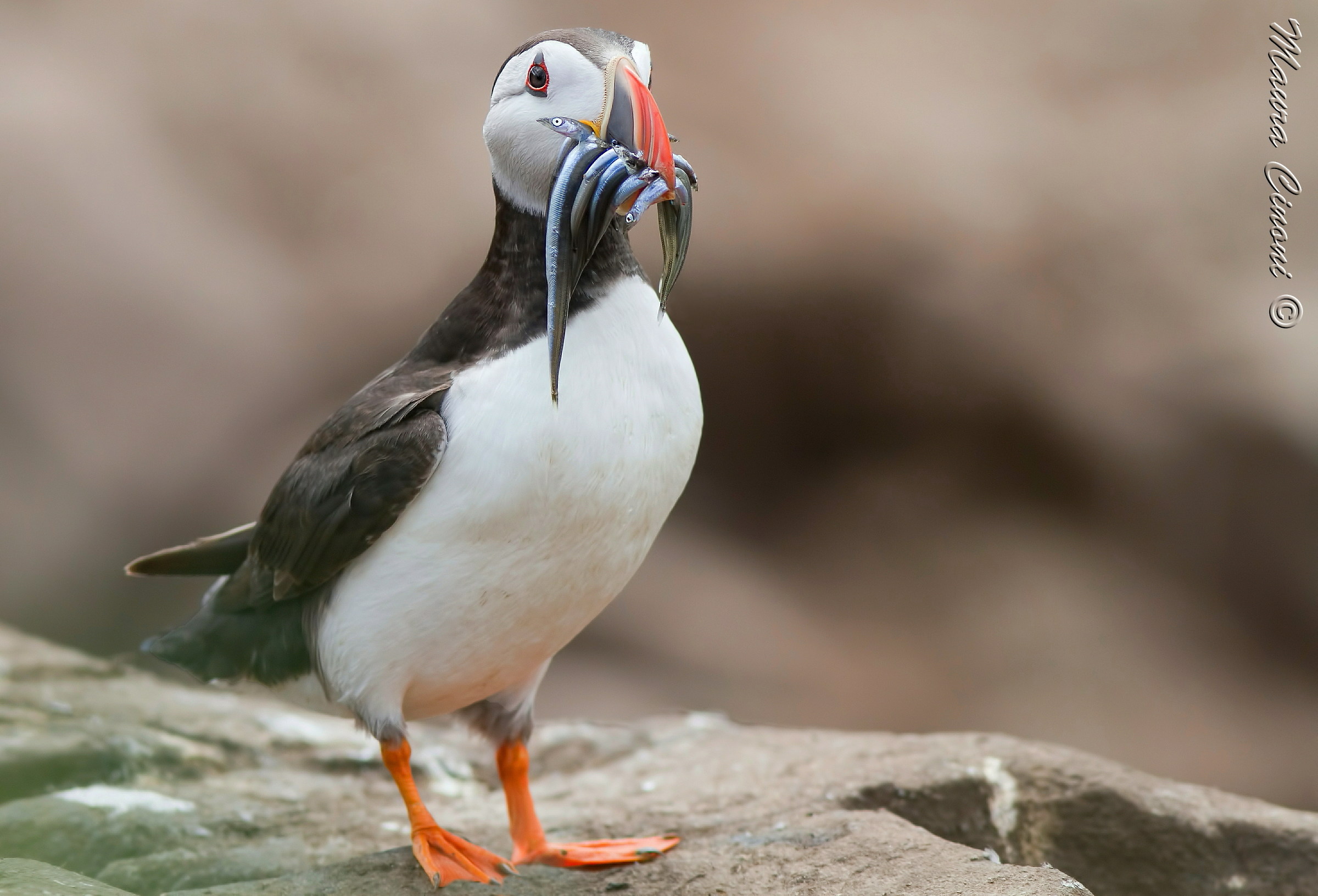 Puffin in pastel colors