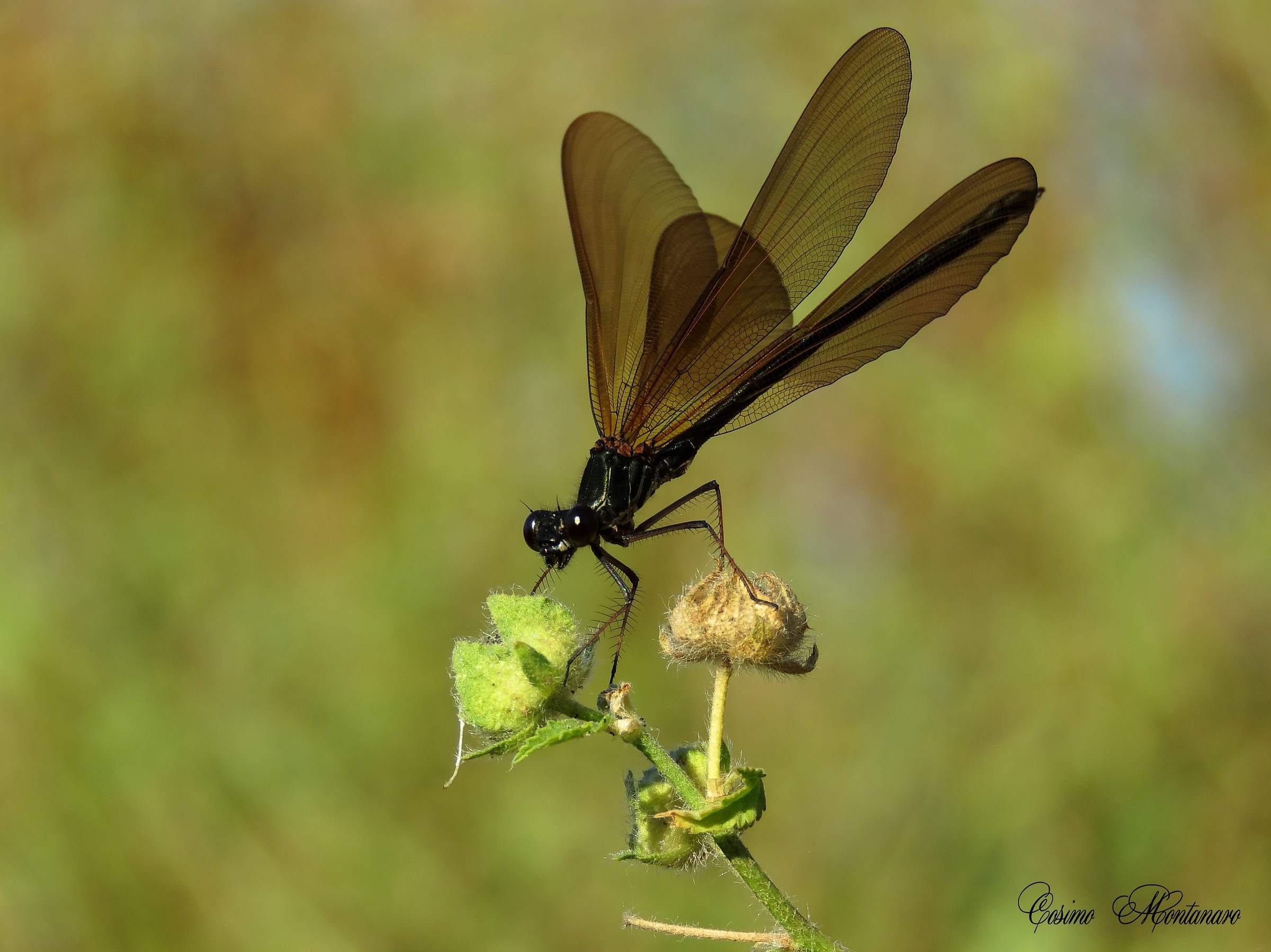 Calopteryx haemorrhoidalis