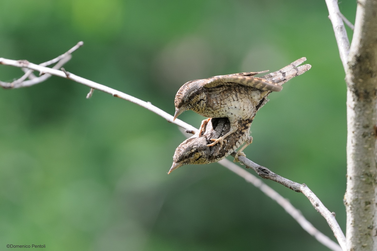 Torcicollo Accoppiamento 2