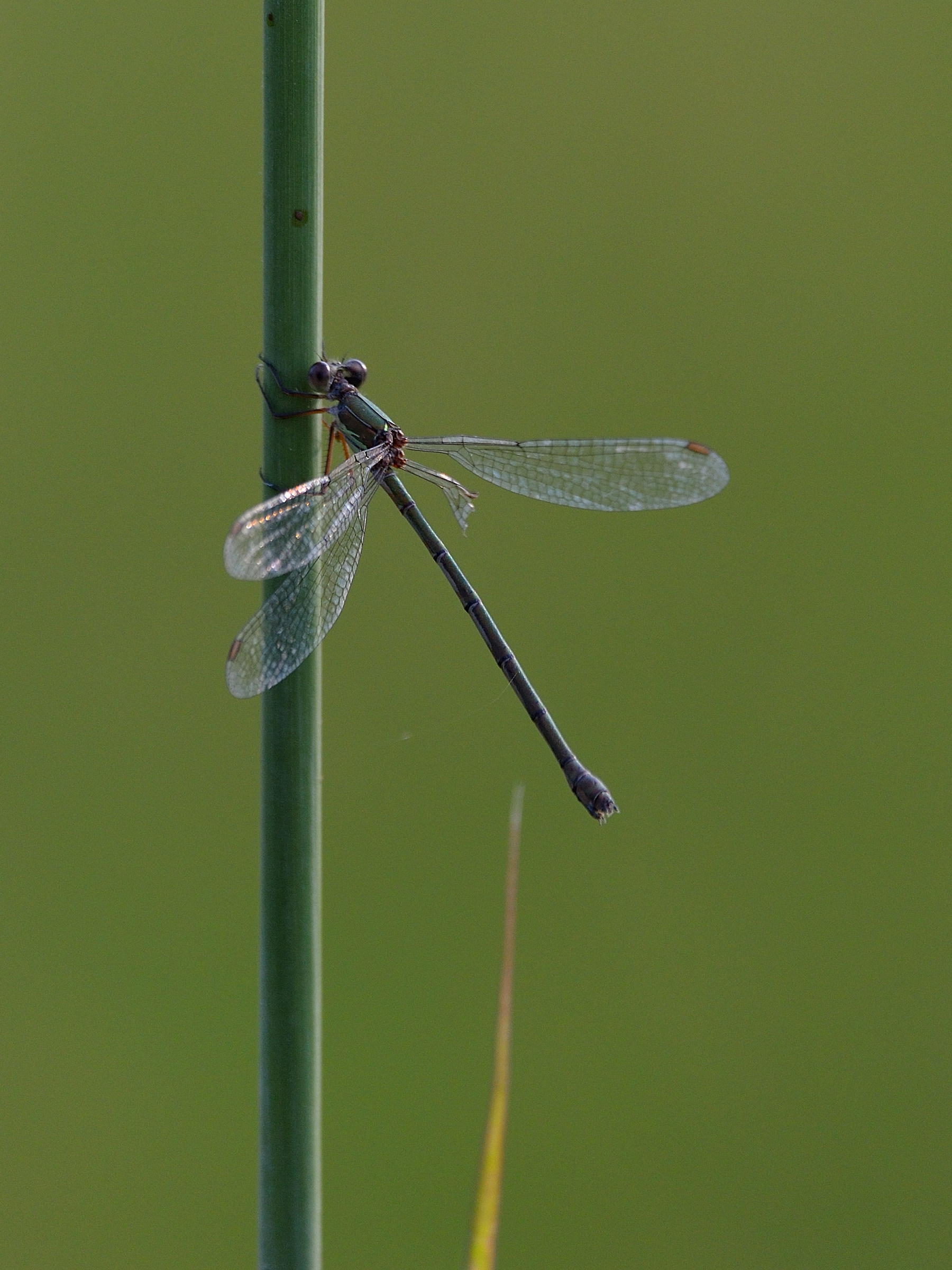 along the ditches, September 2017 (1 of 3)