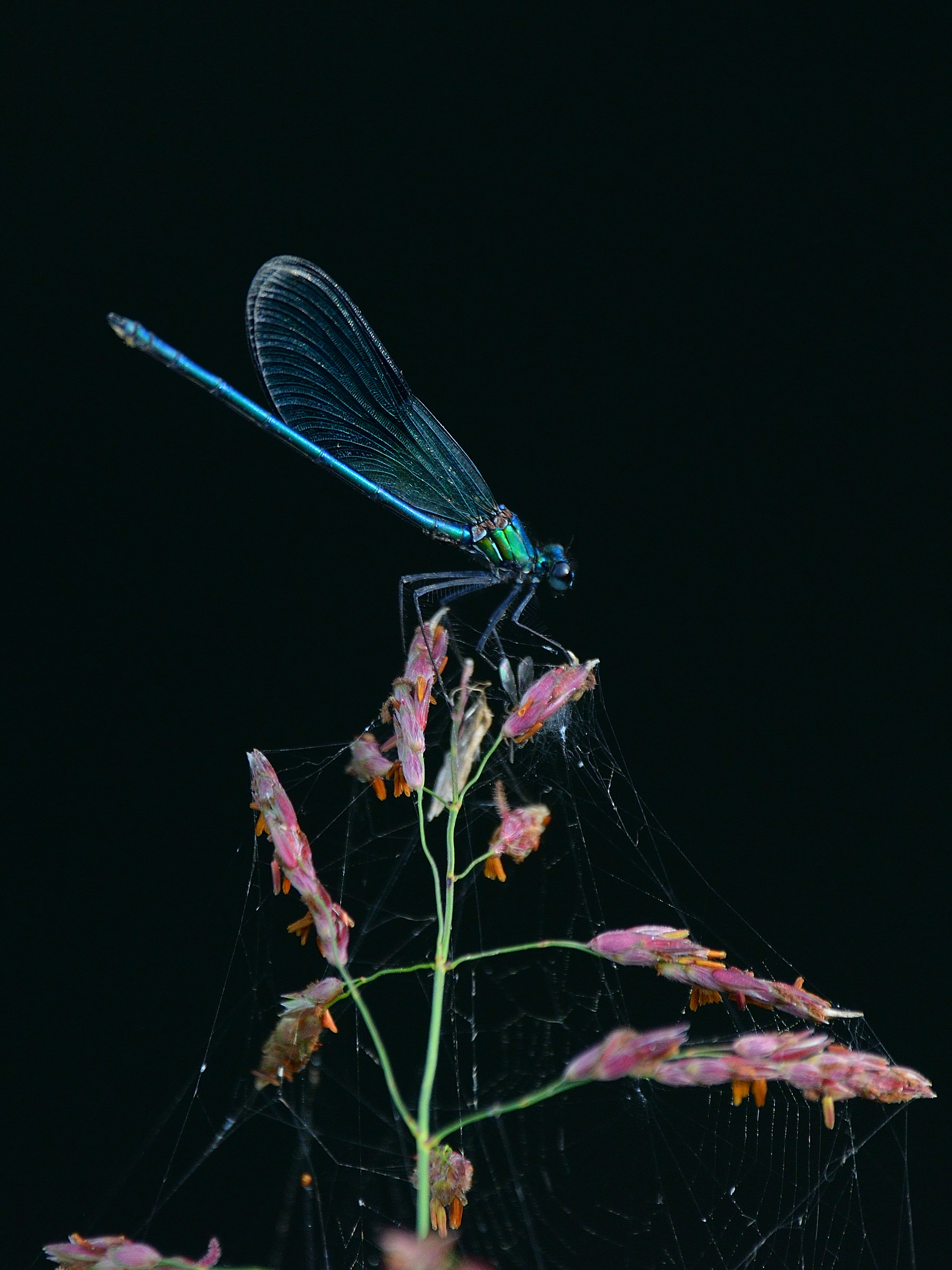 along the ditches, September 2017 (2 of 3)