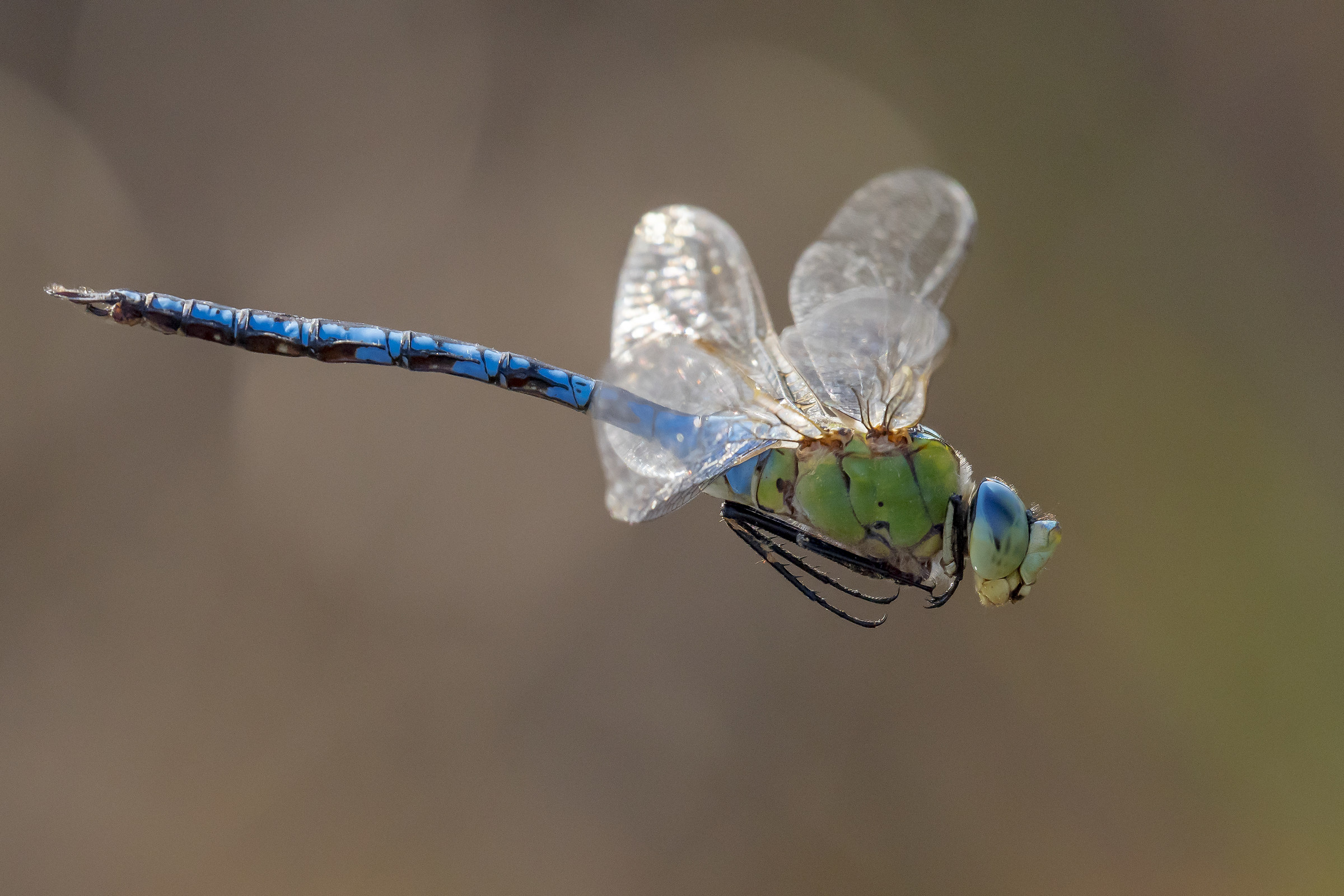 in flight ..... Dragonfly (Anax imperator)