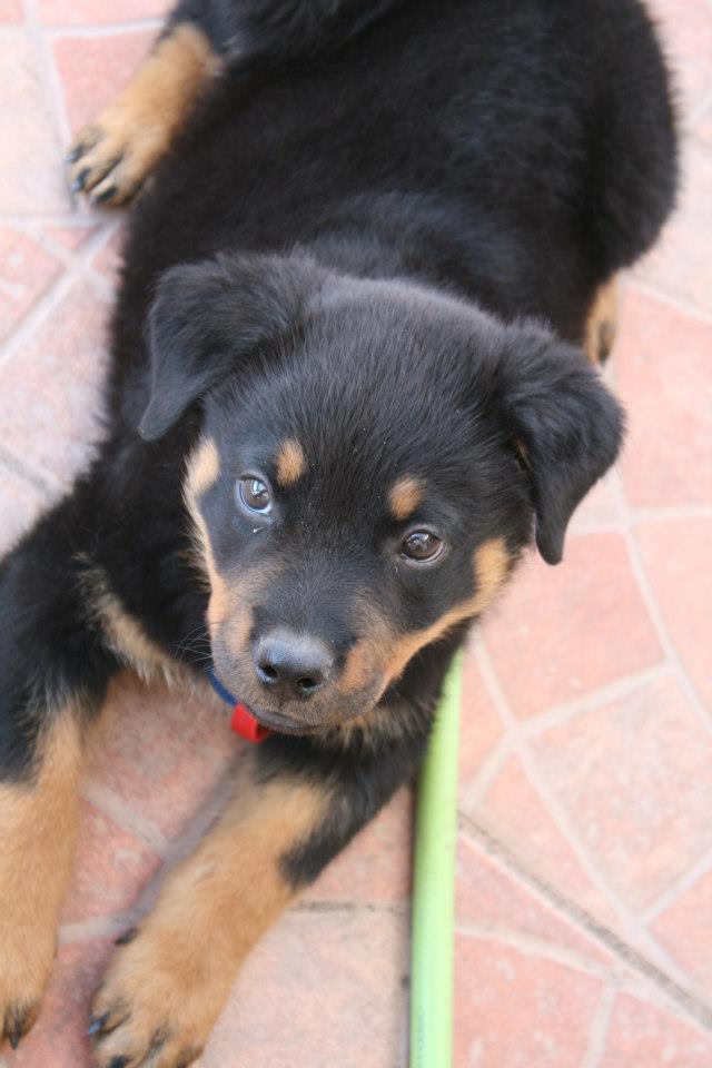 rottweiler puppies :)