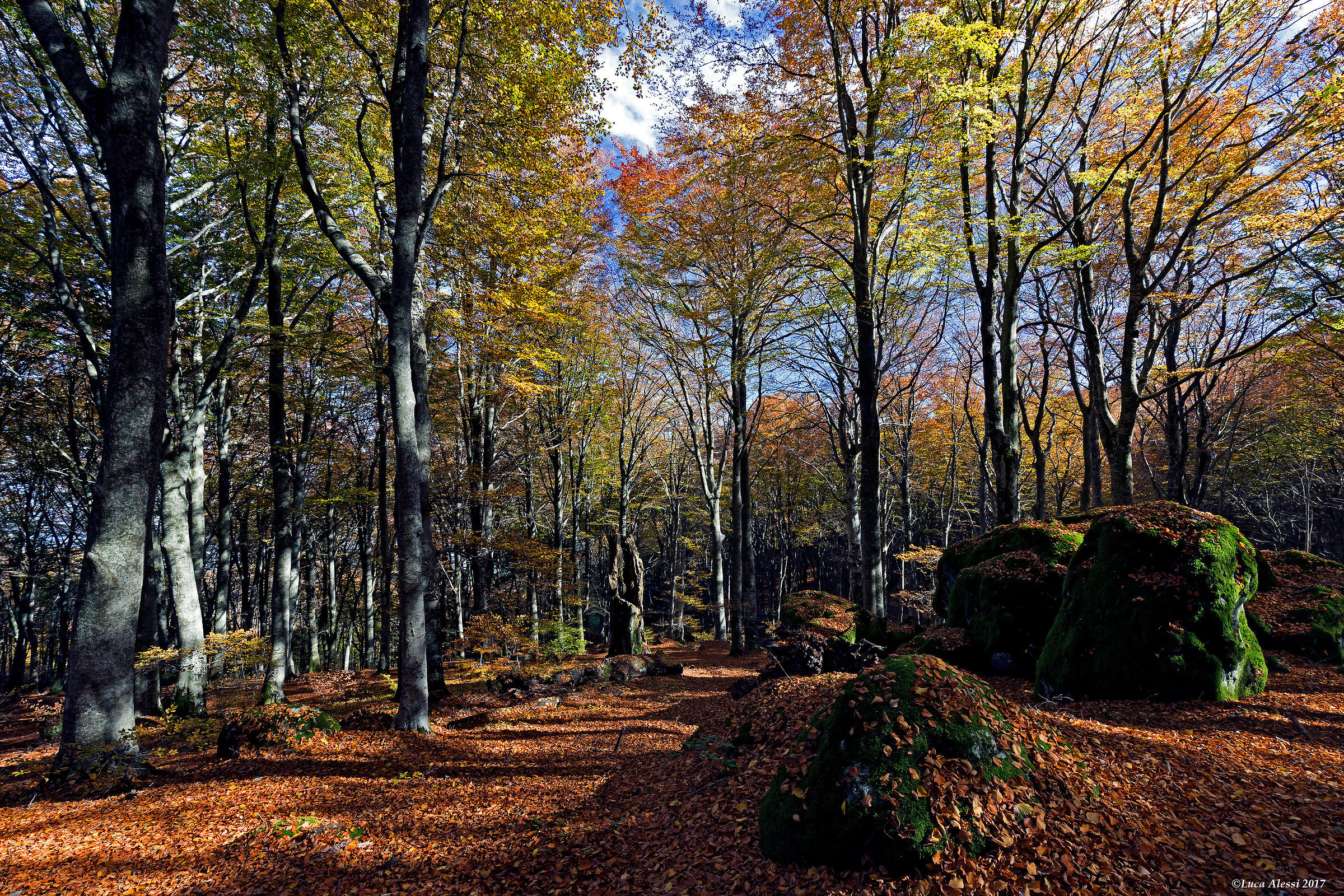 L'autunno in faggeta