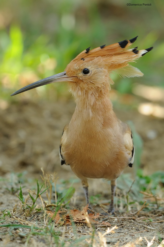 Hoopoe