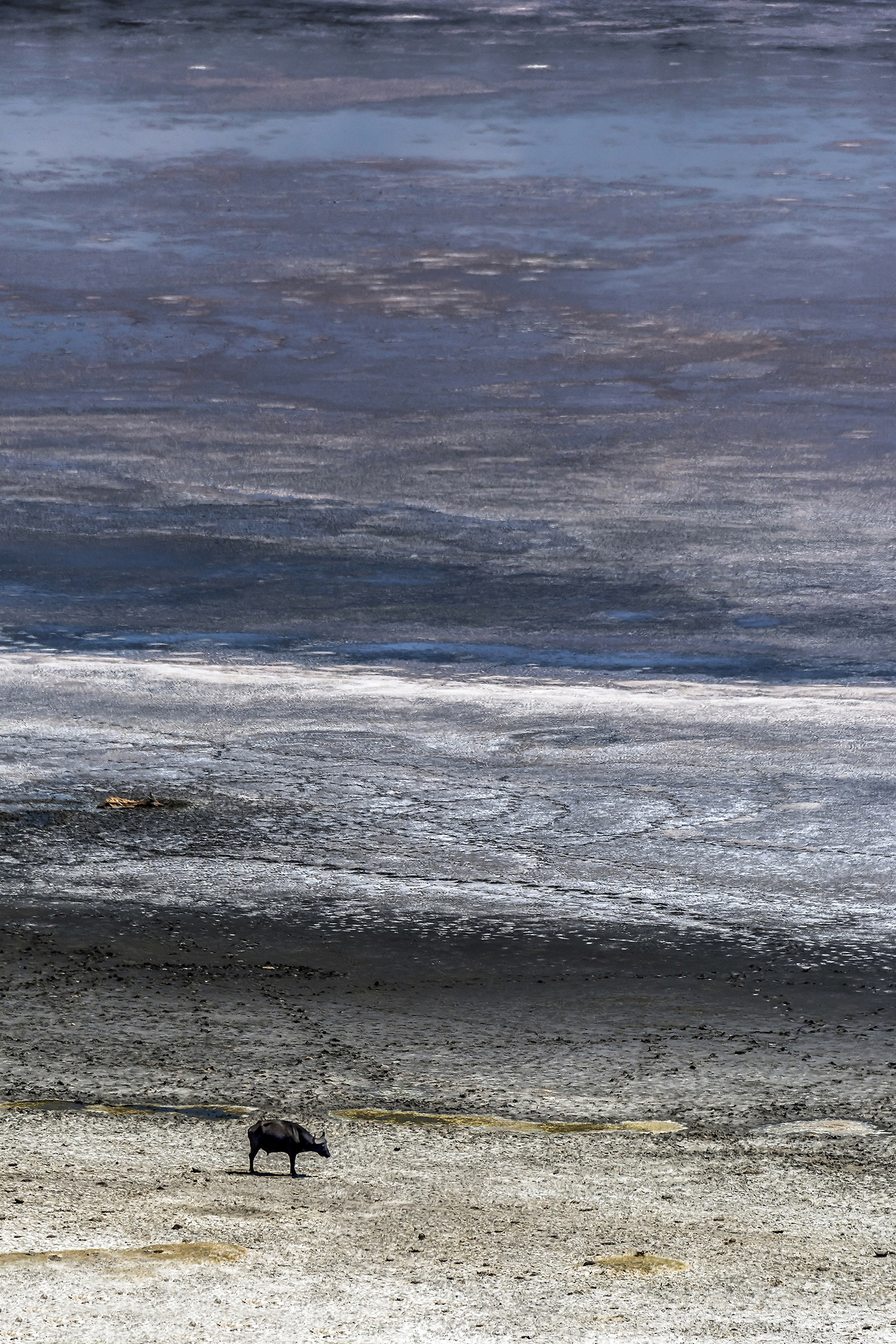 Buffalo nel cratere del lago salino