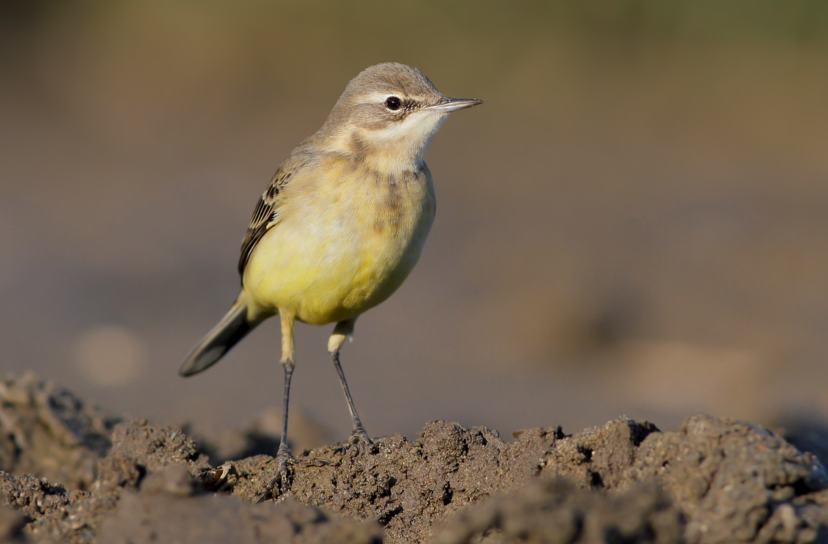Yellow Wagtail